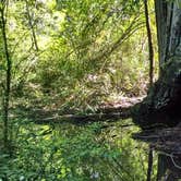 Review photo of Lower Blooms Creek — Big Basin Redwoods State Park — CAMPGROUND CLOSED by Jonathan K., April 3, 2020