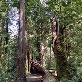 Review photo of Lower Blooms Creek — Big Basin Redwoods State Park — CAMPGROUND CLOSED by Jonathan K., April 3, 2020