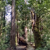 Review photo of Big Basin Redwoods State Park — Big Basin Redwoods State Park - CAMPGROUND CLOSED by Jonathan K., April 3, 2020