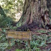 Review photo of Lower Blooms Creek — Big Basin Redwoods State Park — CAMPGROUND CLOSED by Jonathan K., April 3, 2020