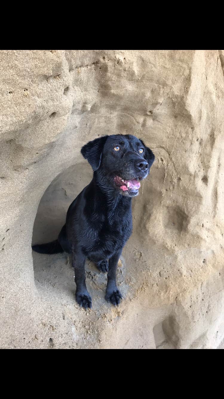 Jessica C.'s photo of camping with pets at Tillicum Beach Campground near Newport, OR