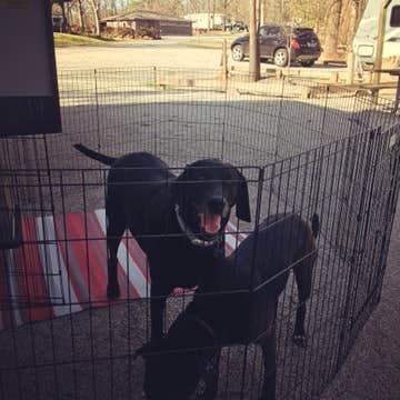 Bob V.'s photo of camping with pets at Victoria Bryant State Park Campground near Lavonia, GA