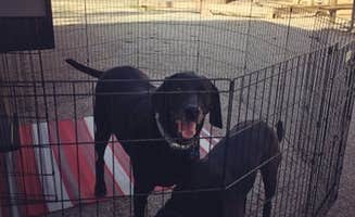 Bob V.'s photo of camping with pets at Victoria Bryant State Park Campground near Lavonia, GA