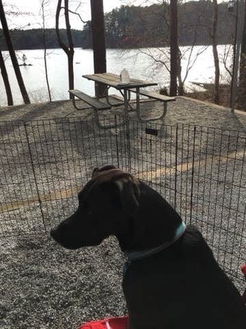 Bob V.'s photo of camping with pets at Fort Yargo State Park Campground near Suwanee, GA
