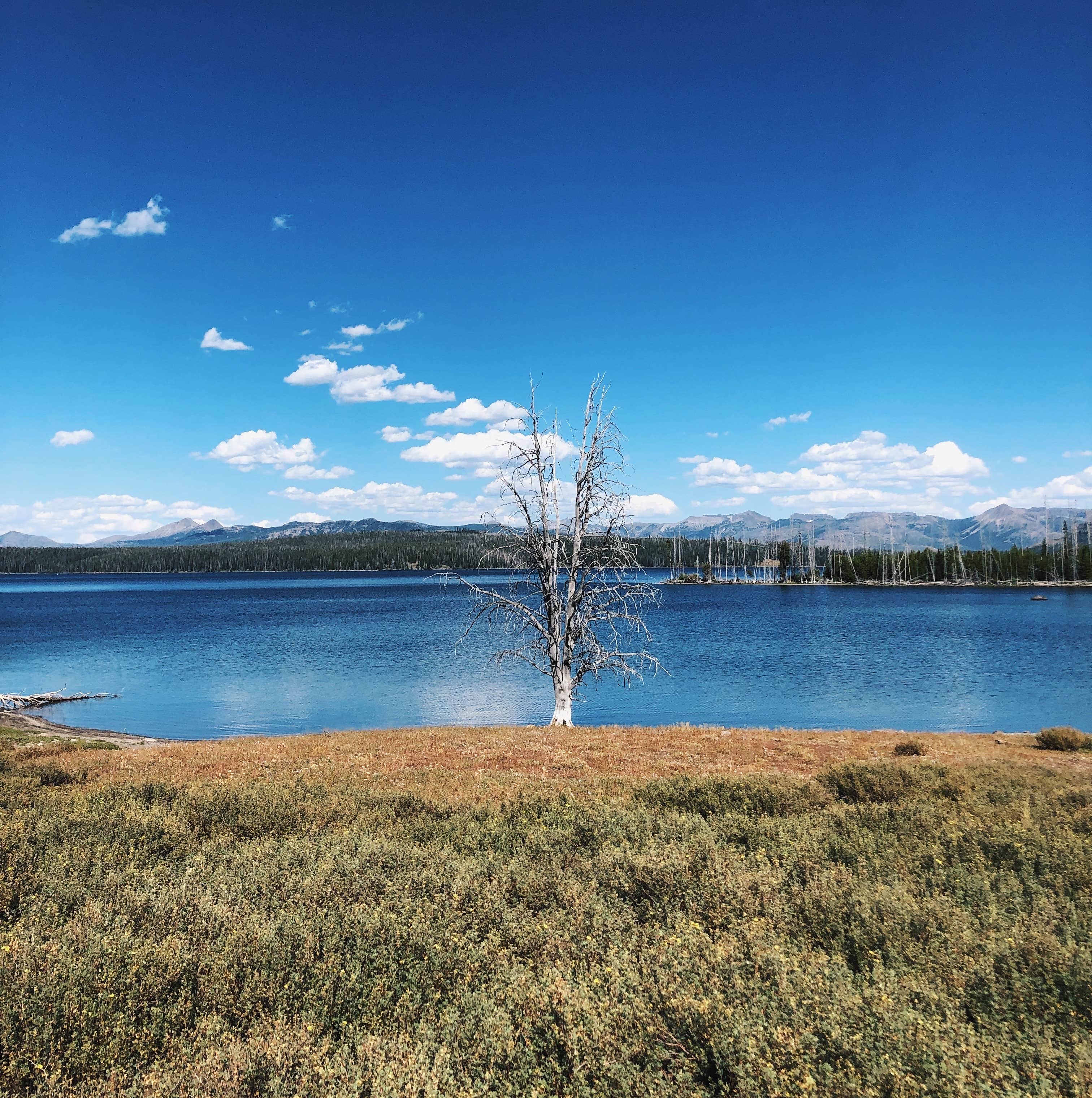 Lucille W.'s photo of a dispersed camping area at Yellowstone Lake — Yellowstone National Park near John D. Rockefeller Jr. Memorial Parkway