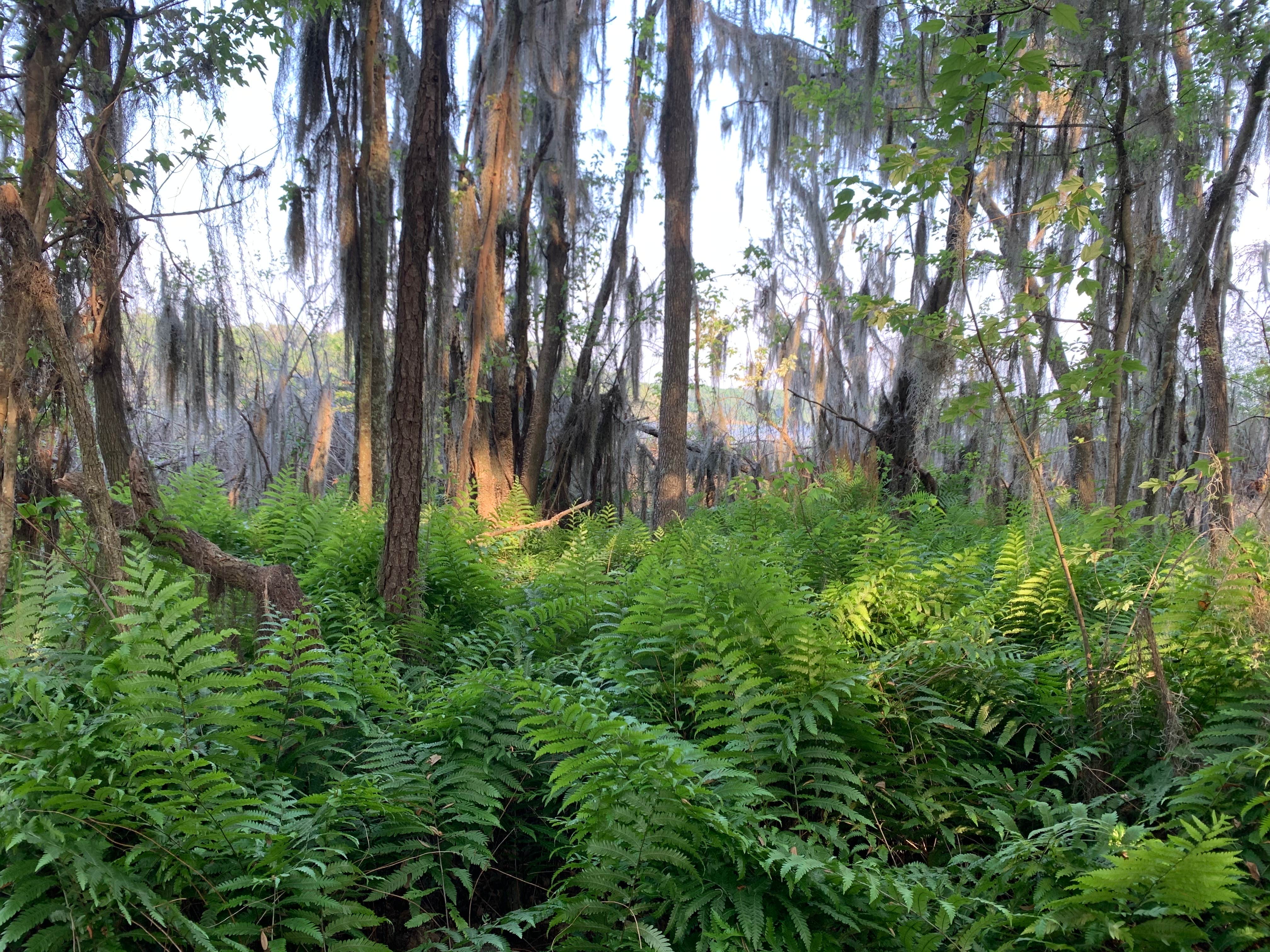 Camper submitted image from Grassy Pond Recreation Area - CLOSED INDEFINITELY - 2