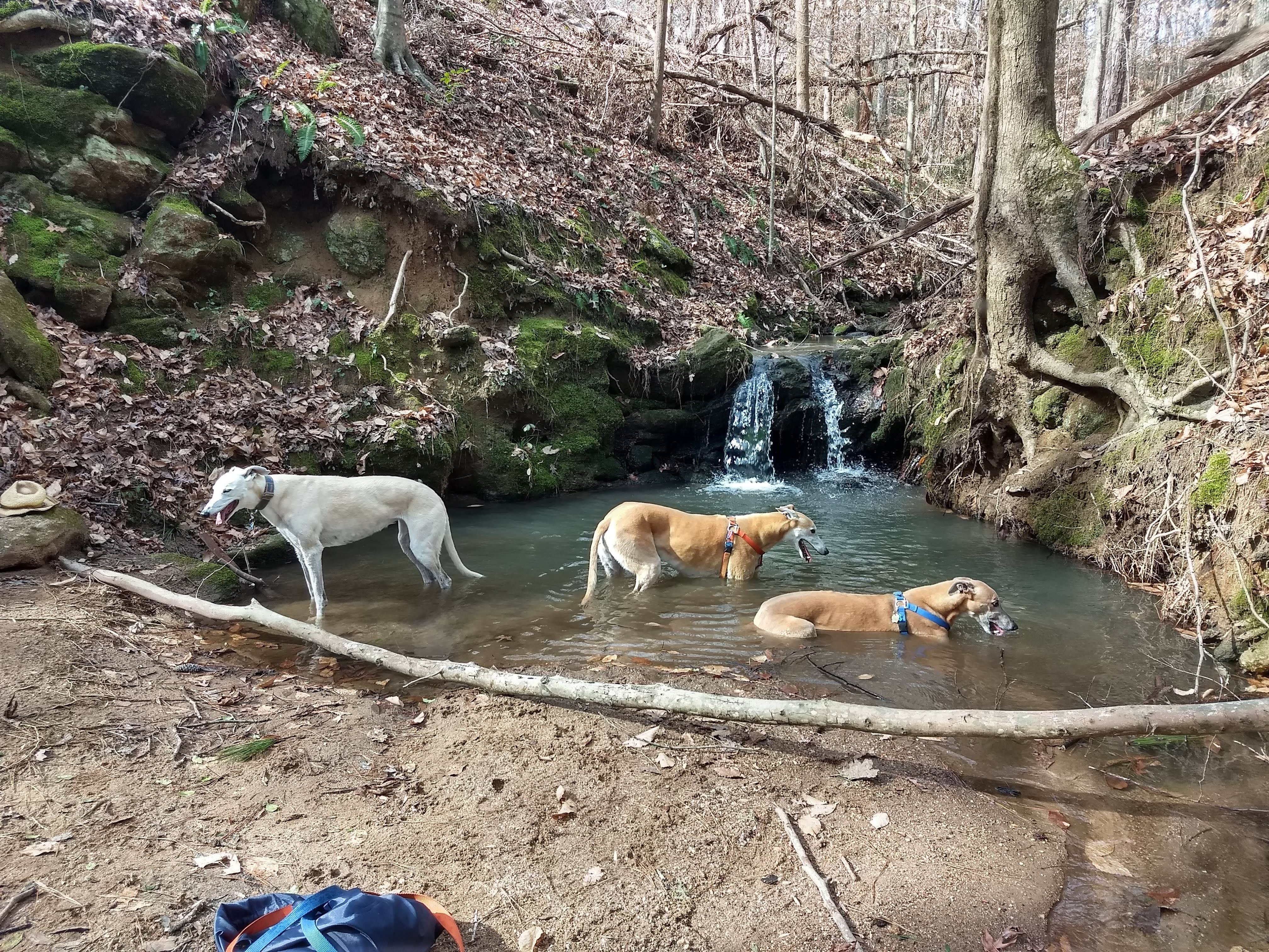 Rachel G.'s photo of camping with pets at High Falls State Park Campground near Flovilla, GA