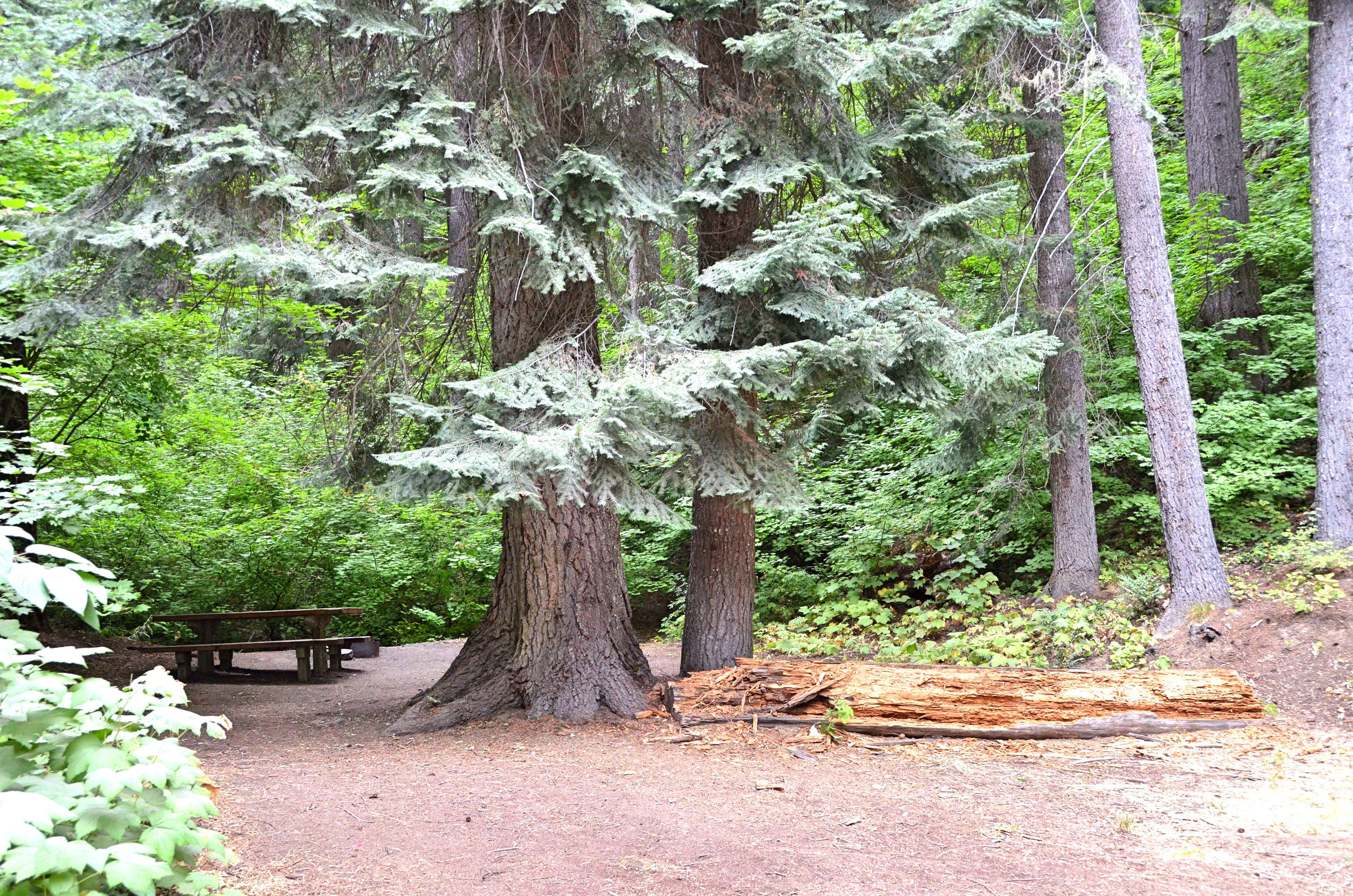 Camper submitted image from Finner Creek Campground - 1
