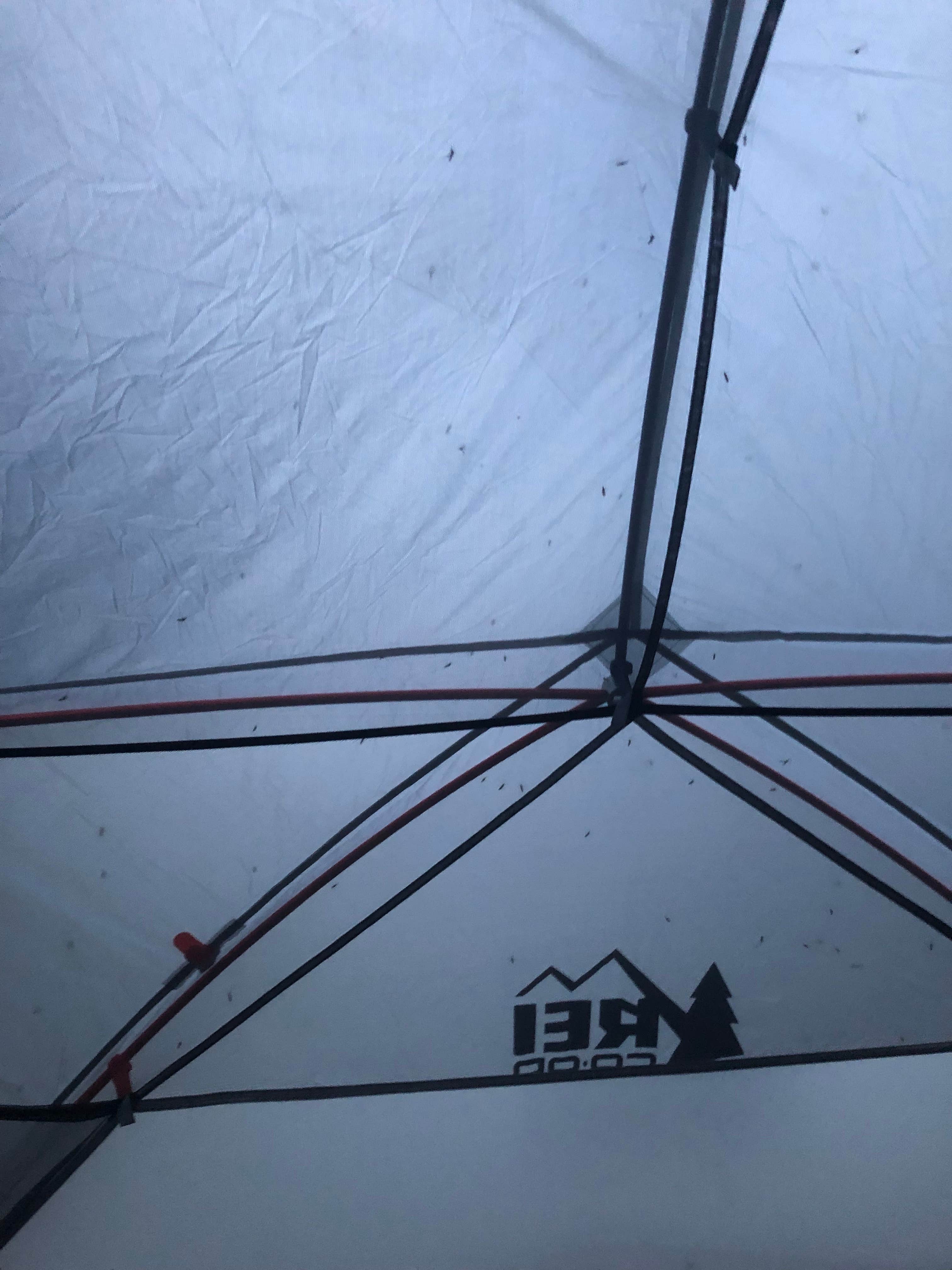 Camper-submitted photo at Shoshone Lake — Yellowstone National Park near Island Park, ID