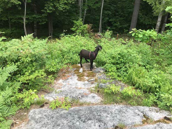 The Dyrt's photo of camping with pets at Maine Stay Campsite near North Waterford, ME