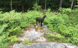 The Dyrt's photo of camping with pets at Maine Stay Campsite near Fryeburg, ME