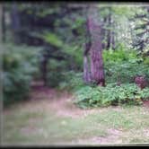 Review photo of Blackberry Campsite by Amy G., September 11, 2017