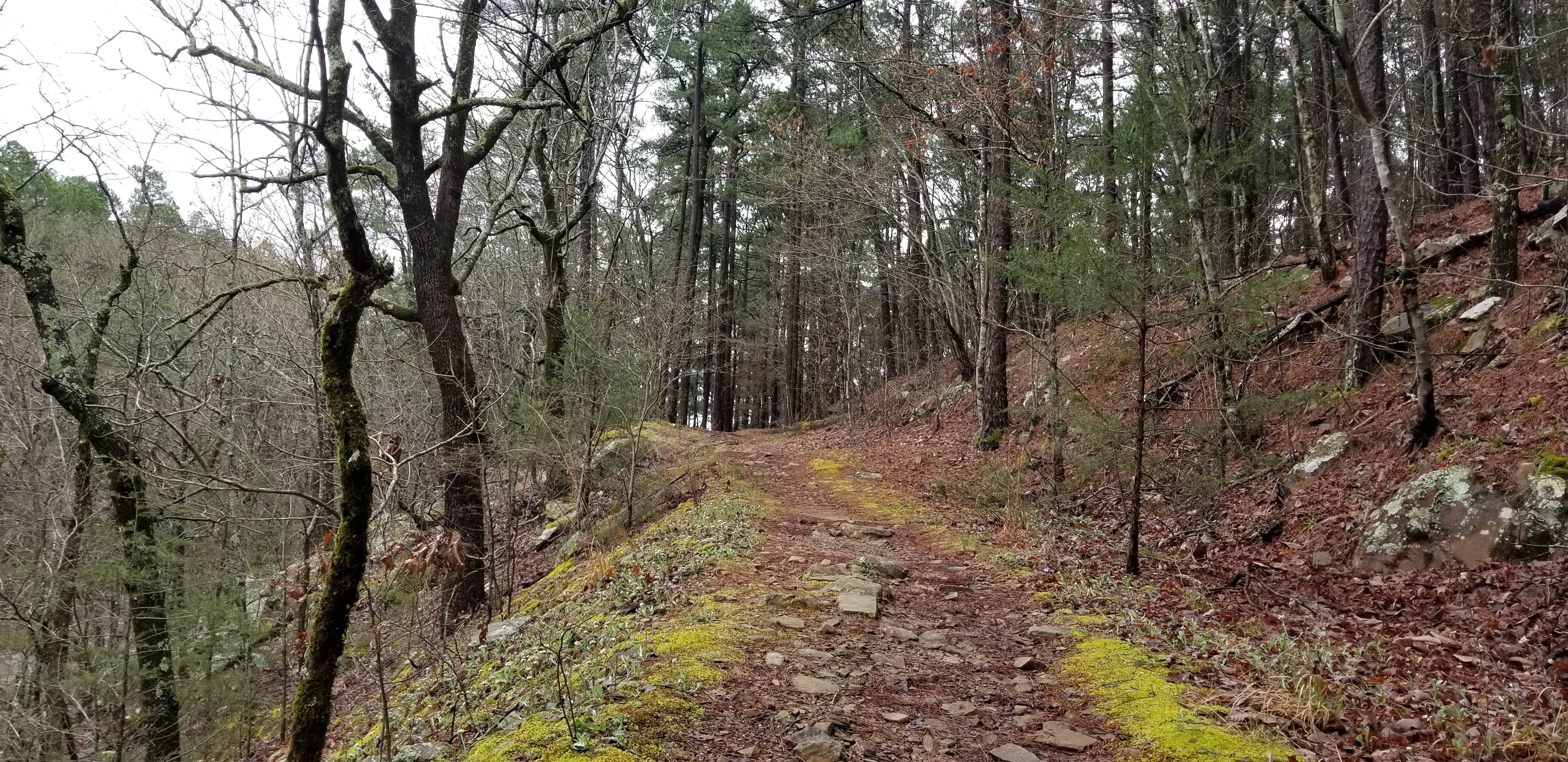 Camper submitted image from Talimena State Park Campground - 3