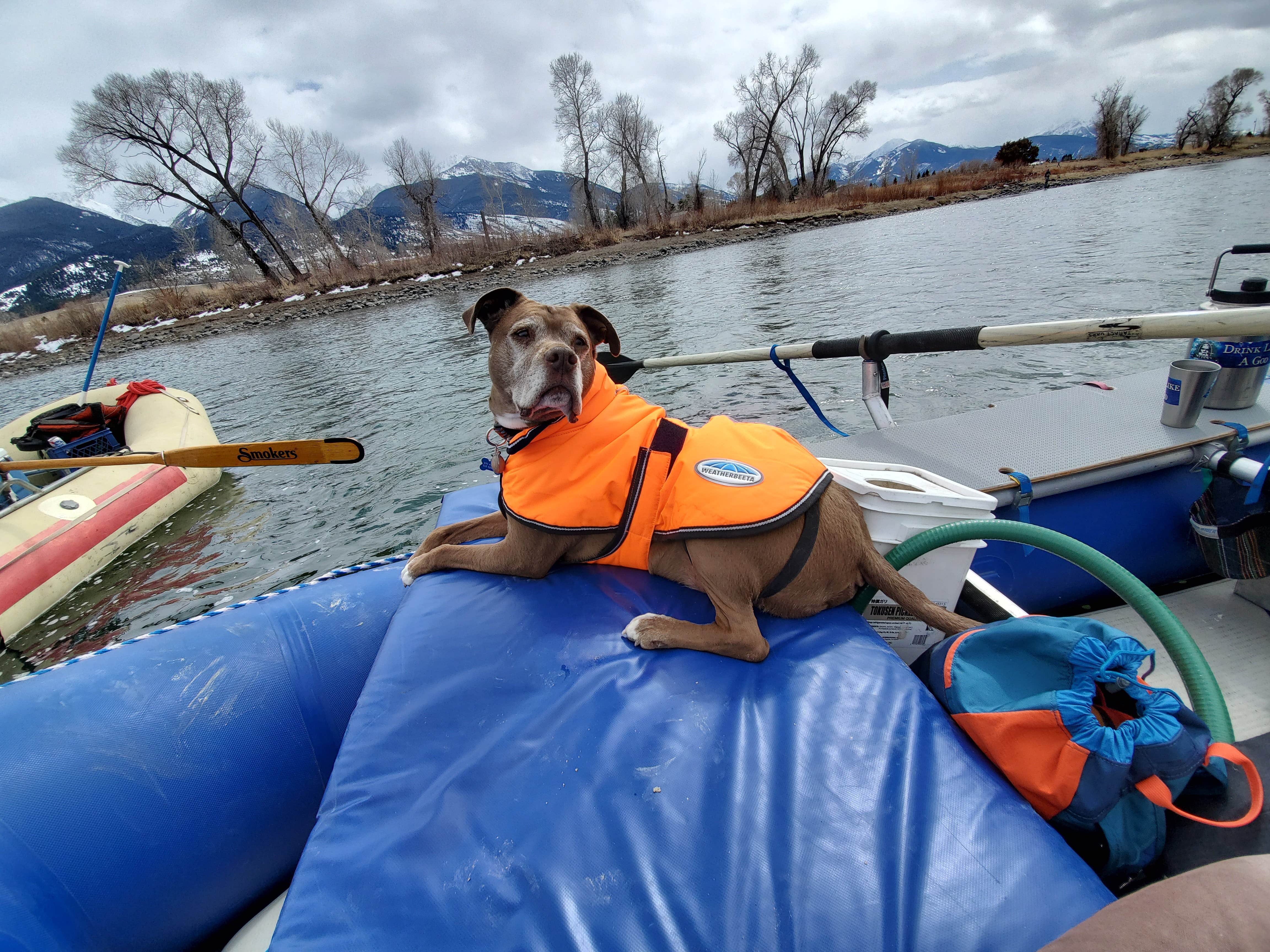 Liz M.'s photo of camping with pets at Loch Leven near Livingston, MT