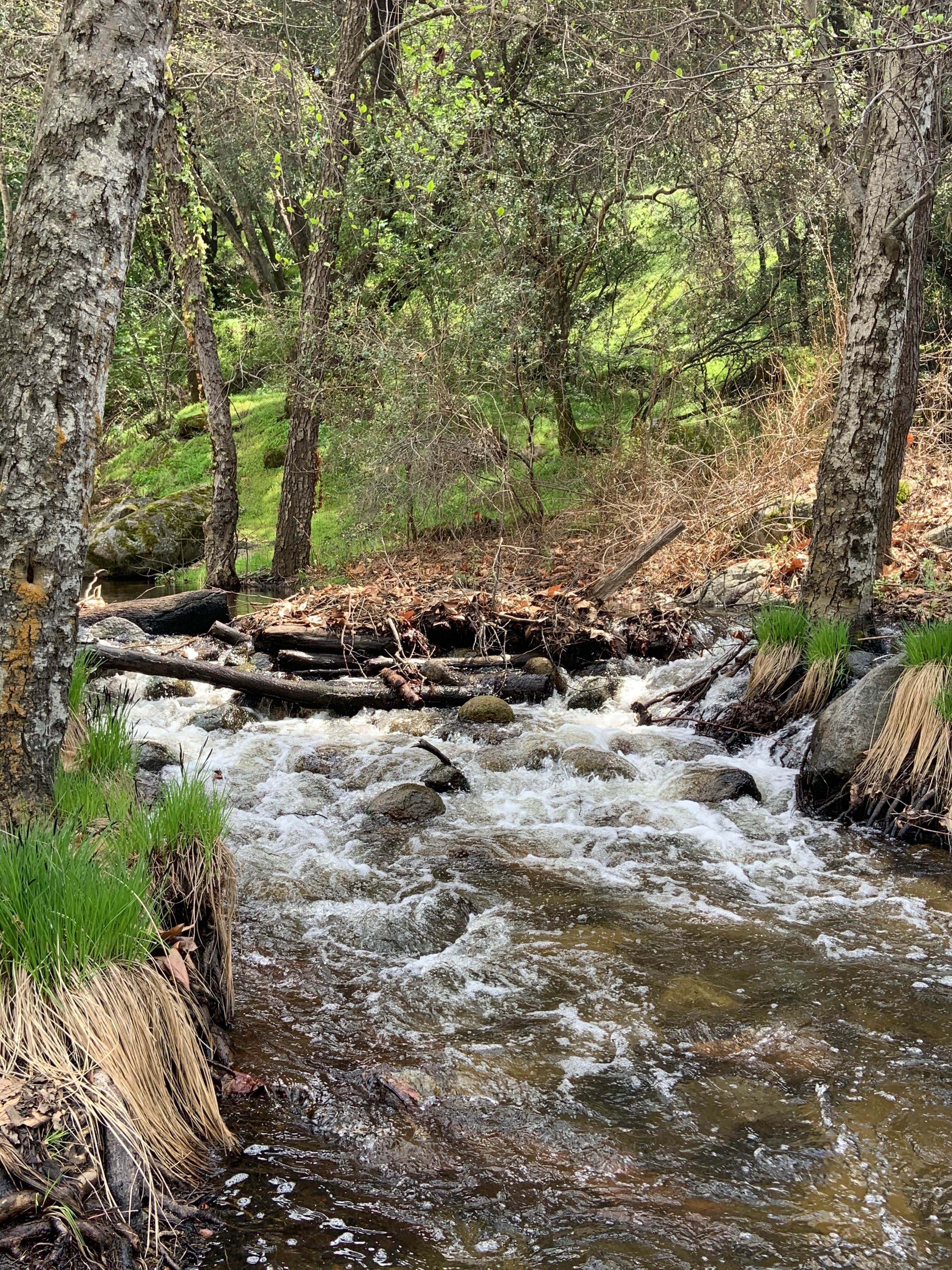 Camper submitted image from Leavis Flat Campground - 2