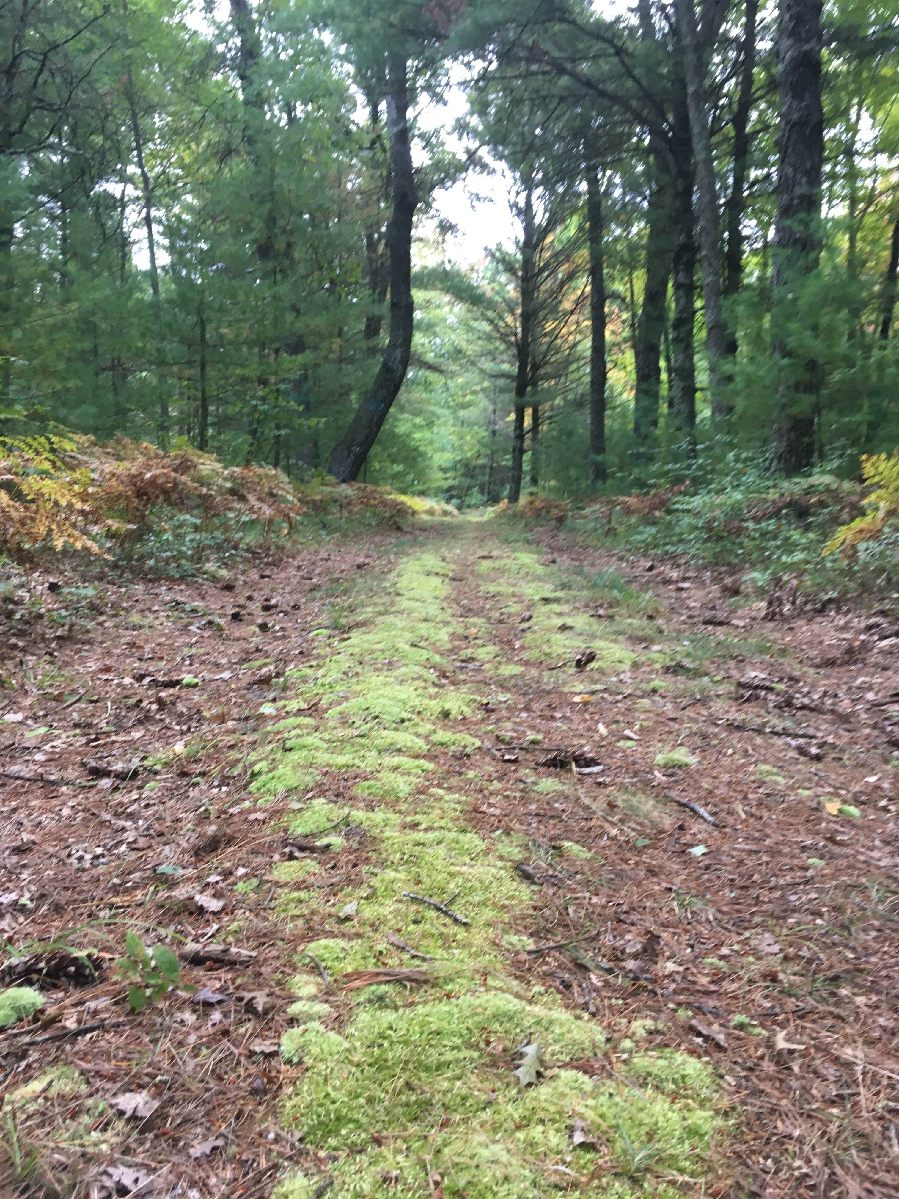 Camper submitted image from Pigeon Creek Campground — Black River State Forest - 2