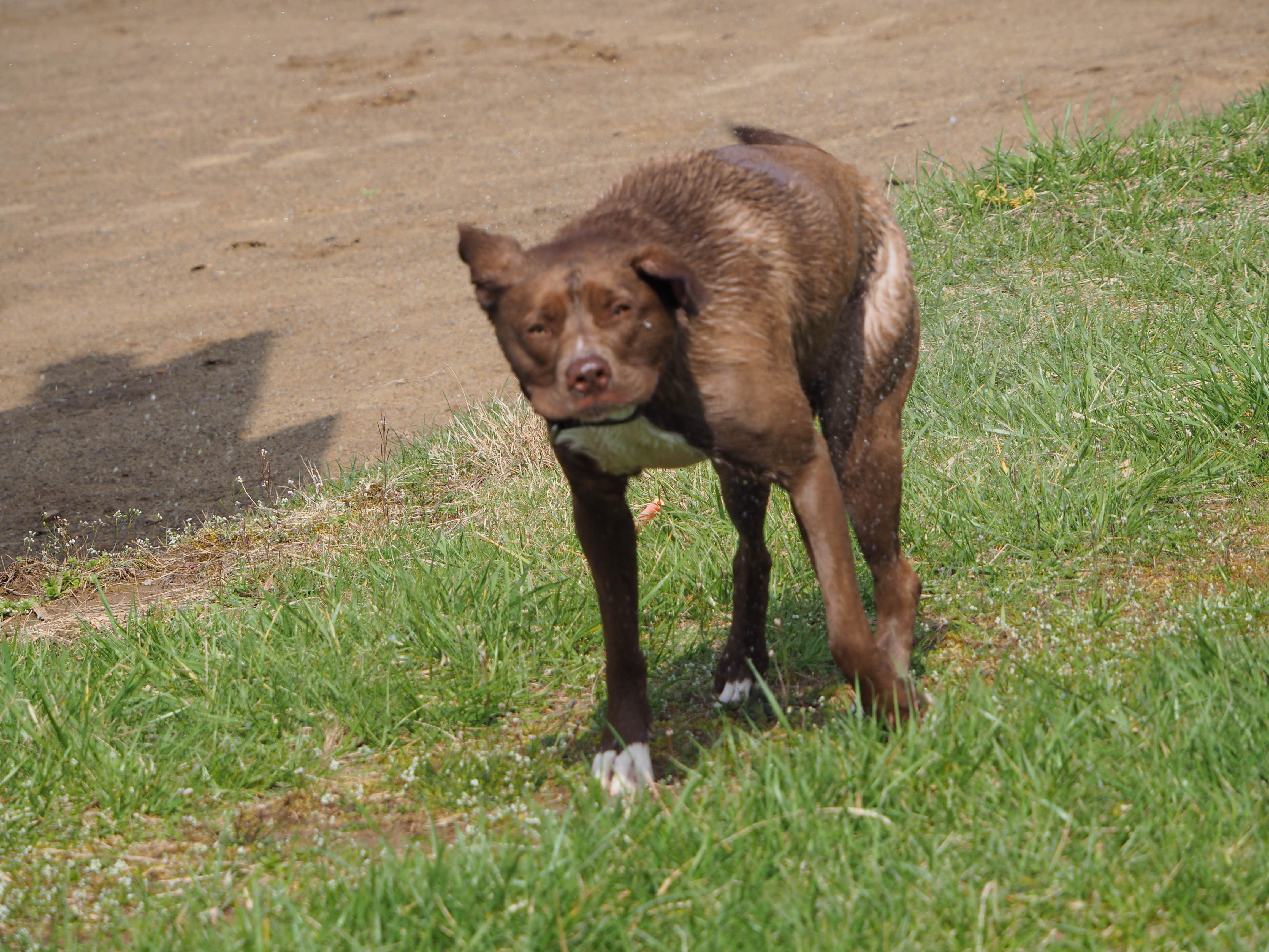 Jim  L.'s photo of camping with pets at Raccoon Creek State Park Campground near Wind Ridge, PA