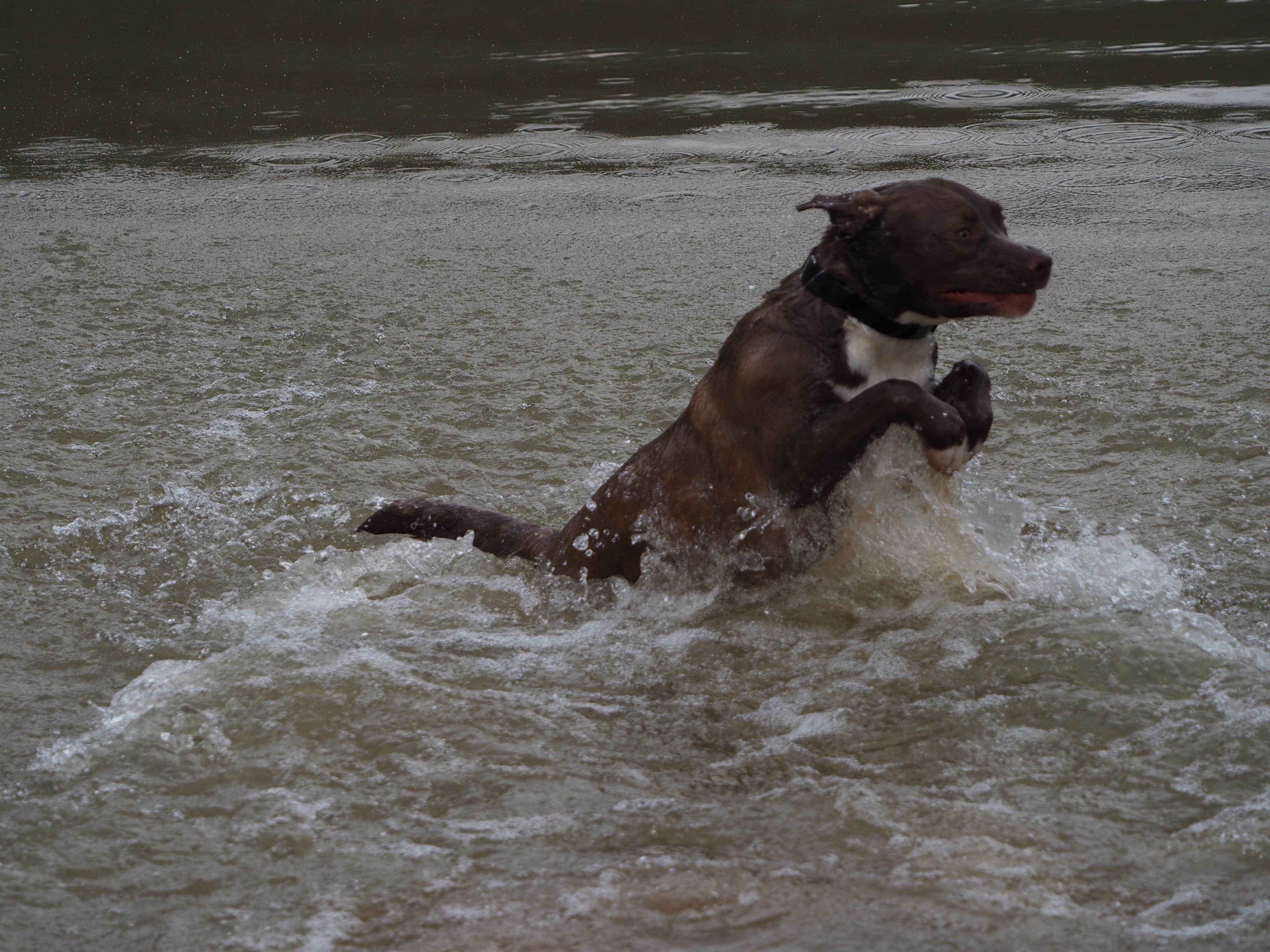 Jim  L.'s photo of camping with pets at Raccoon Creek State Park Campground near Gibsonia, PA
