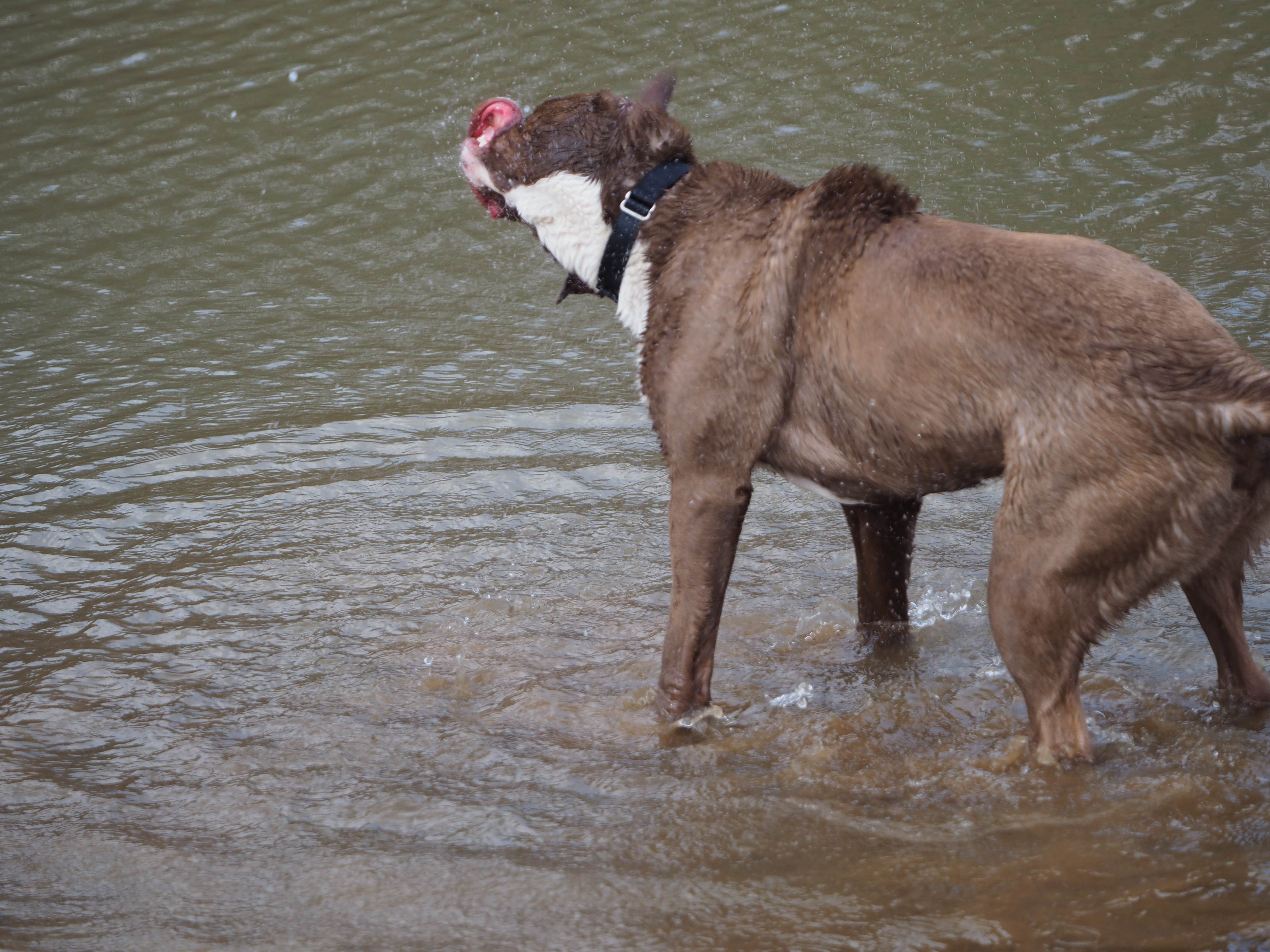 Jim  L.'s photo of camping with pets at Raccoon Creek State Park Campground near Bloomingdale, OH