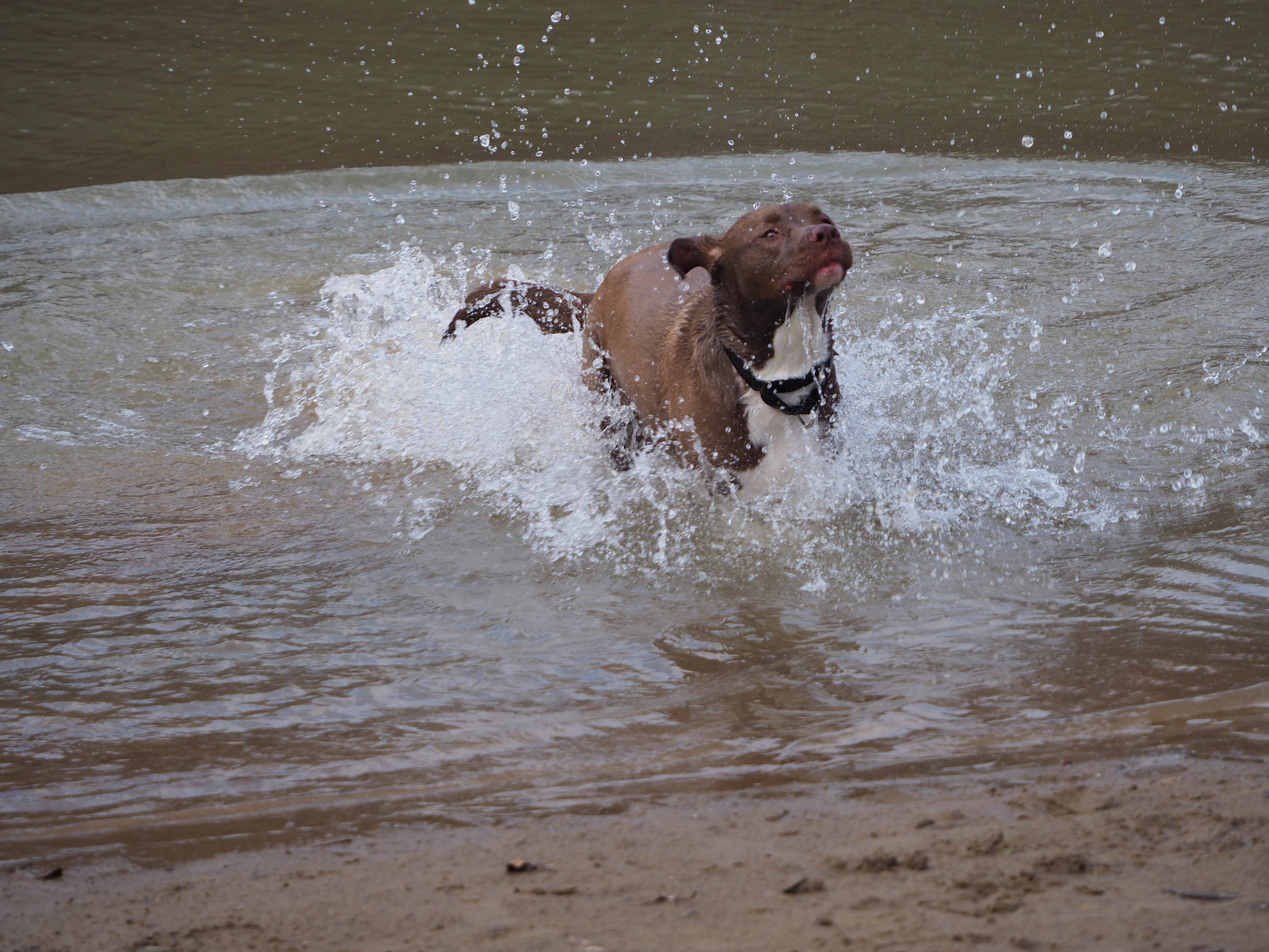 Jim  L.'s photo of camping with pets at Raccoon Creek State Park Campground near Pittsburgh, PA