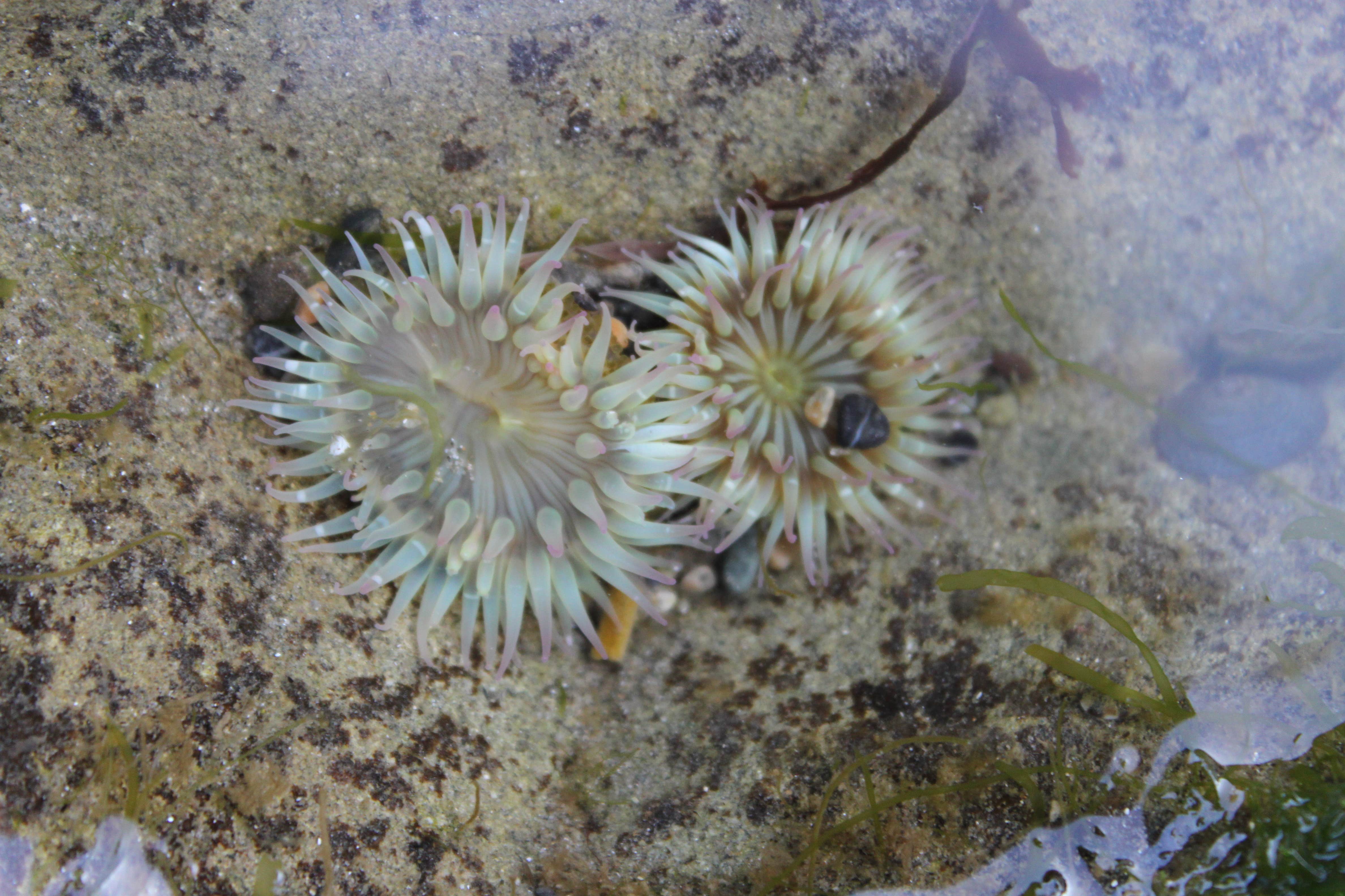 Camper-submitted photo at Sand Point Camp Area — Olympic National Park near La Push, WA