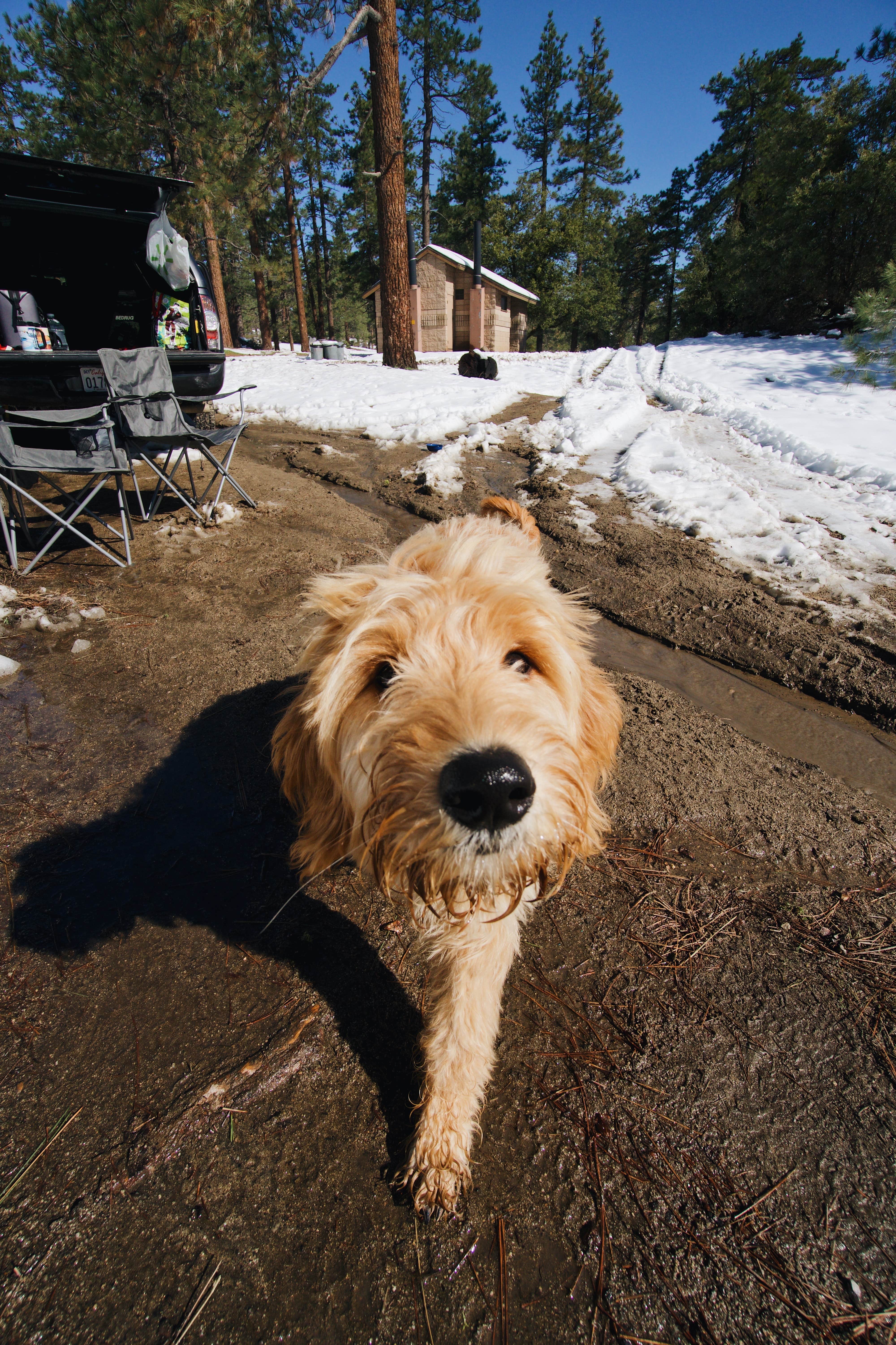Kyle M.'s photo of camping with pets at Tool Box Springs - Yellow Post Campground near Idyllwild, CA