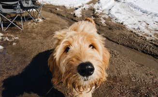 Kyle M.'s photo of camping with pets at Tool Box Springs - Yellow Post Campground near Cleveland National Forest