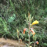 Review photo of Pine Valley Equestrian Campground by Paige J., September 12, 2017