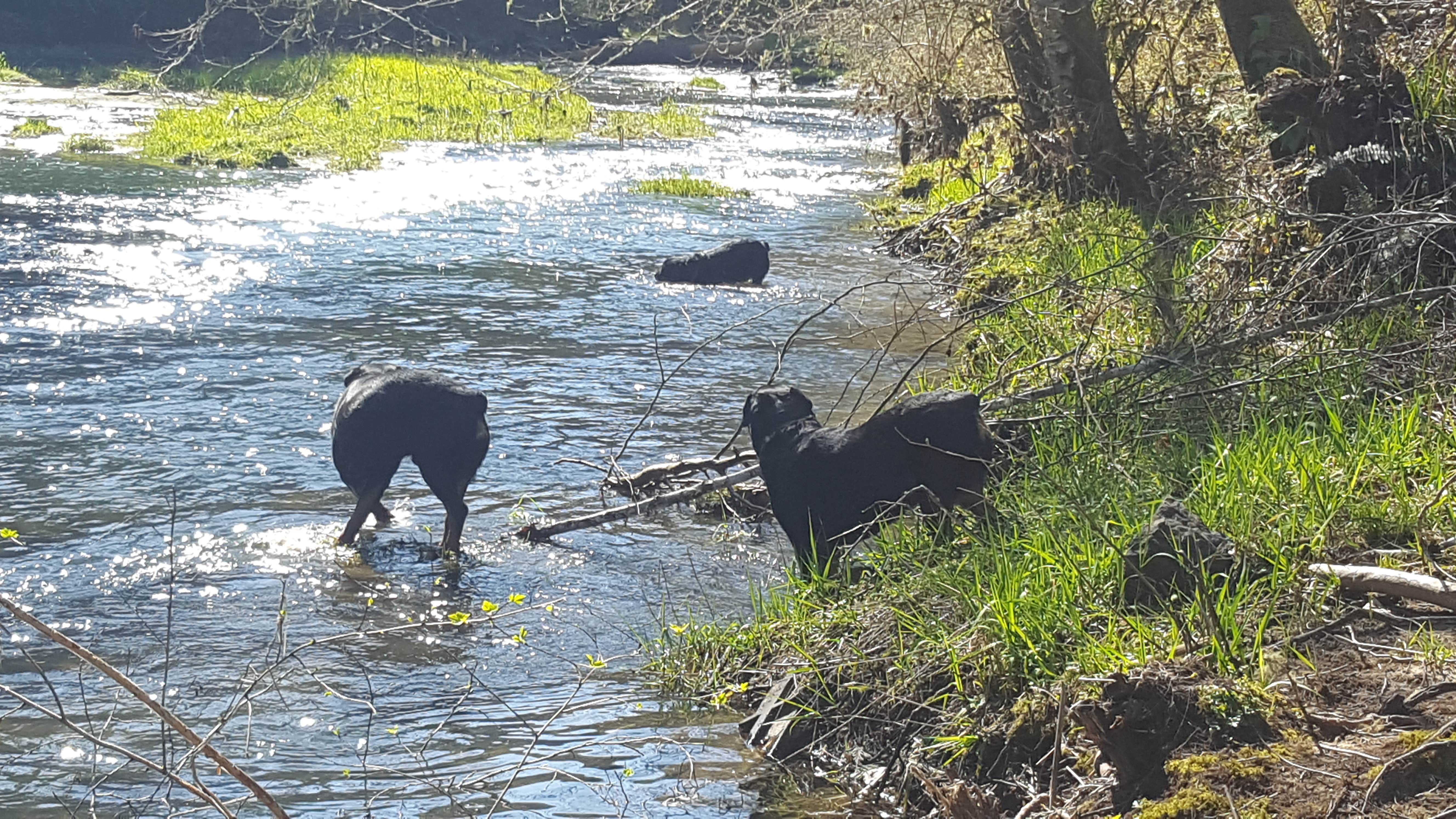 Craig K.'s photo of camping with pets at The Point near Bucoda, WA