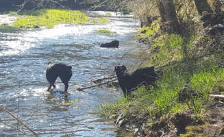 Craig K.'s photo of camping with pets at The Point near Onalaska, WA