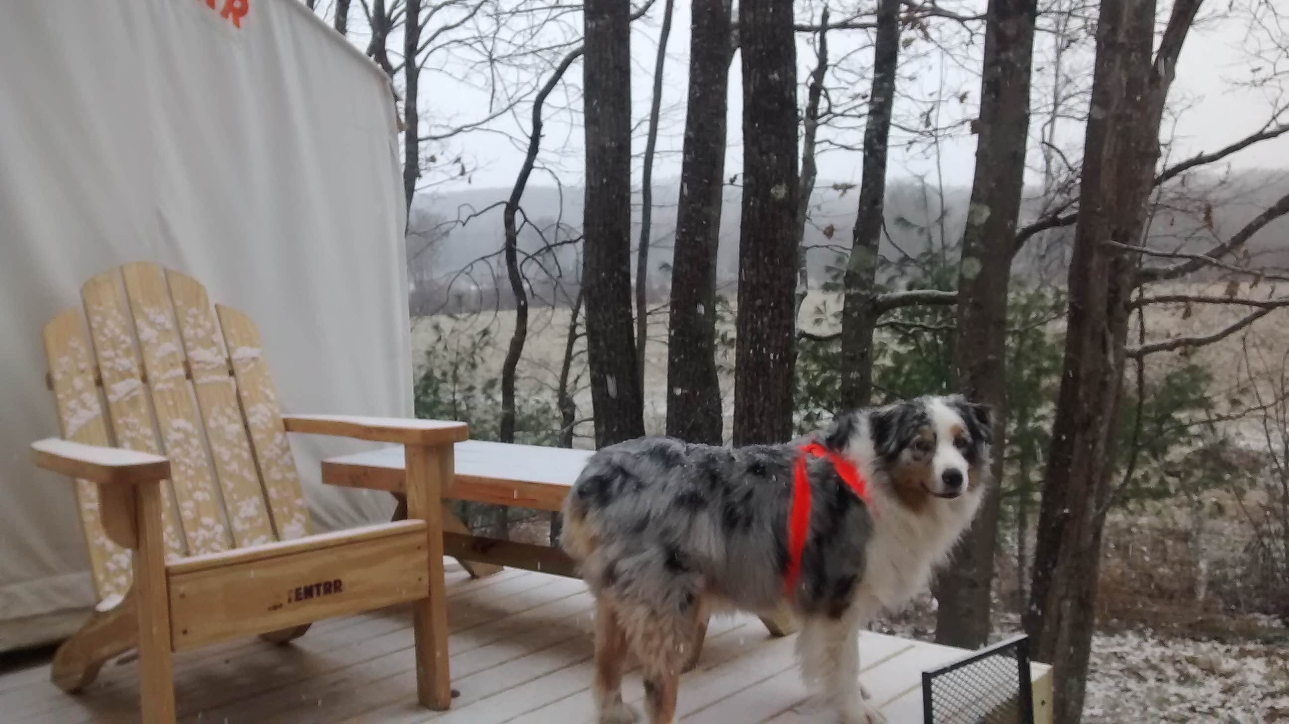 The Dyrt's photo of camping with pets at Private Retreat at River's Edge near Rumford, ME