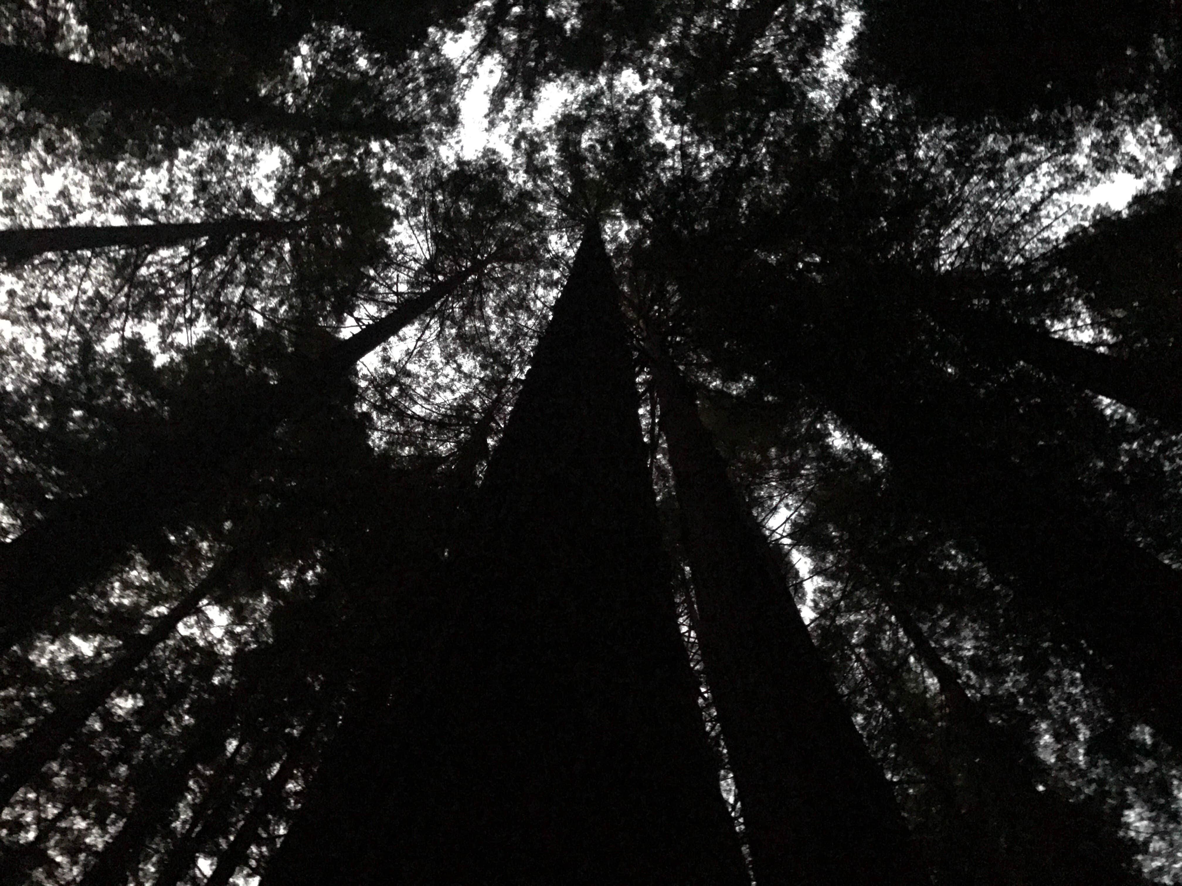 Camper submitted image from Hidden Springs Campground — Humboldt Redwoods State Park - 2