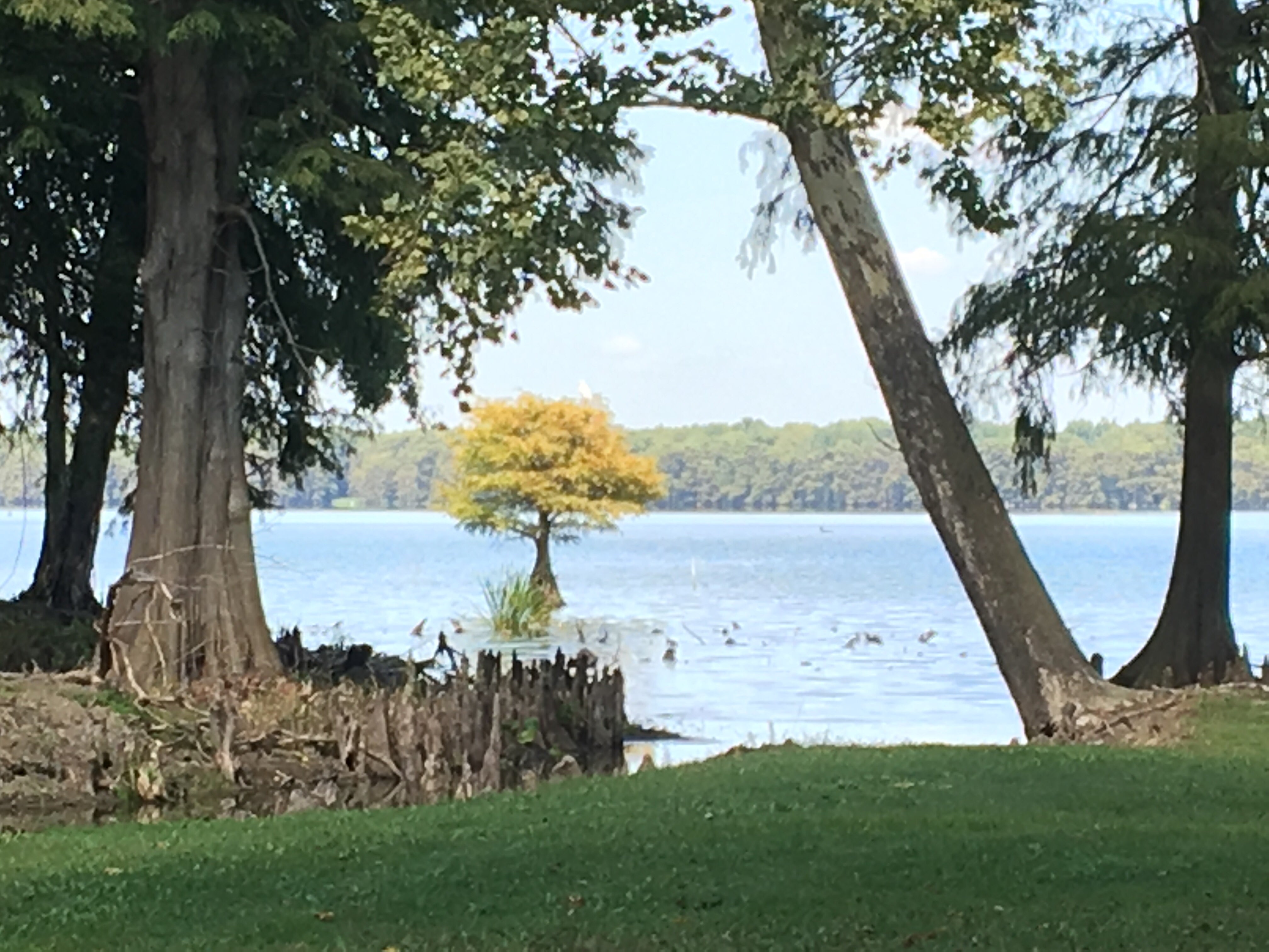 Camper submitted image from South Campground — Reelfoot Lake State Park - 1