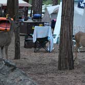 Review photo of North Pines Campground — Yosemite National Park by Christy C., June 30, 2016