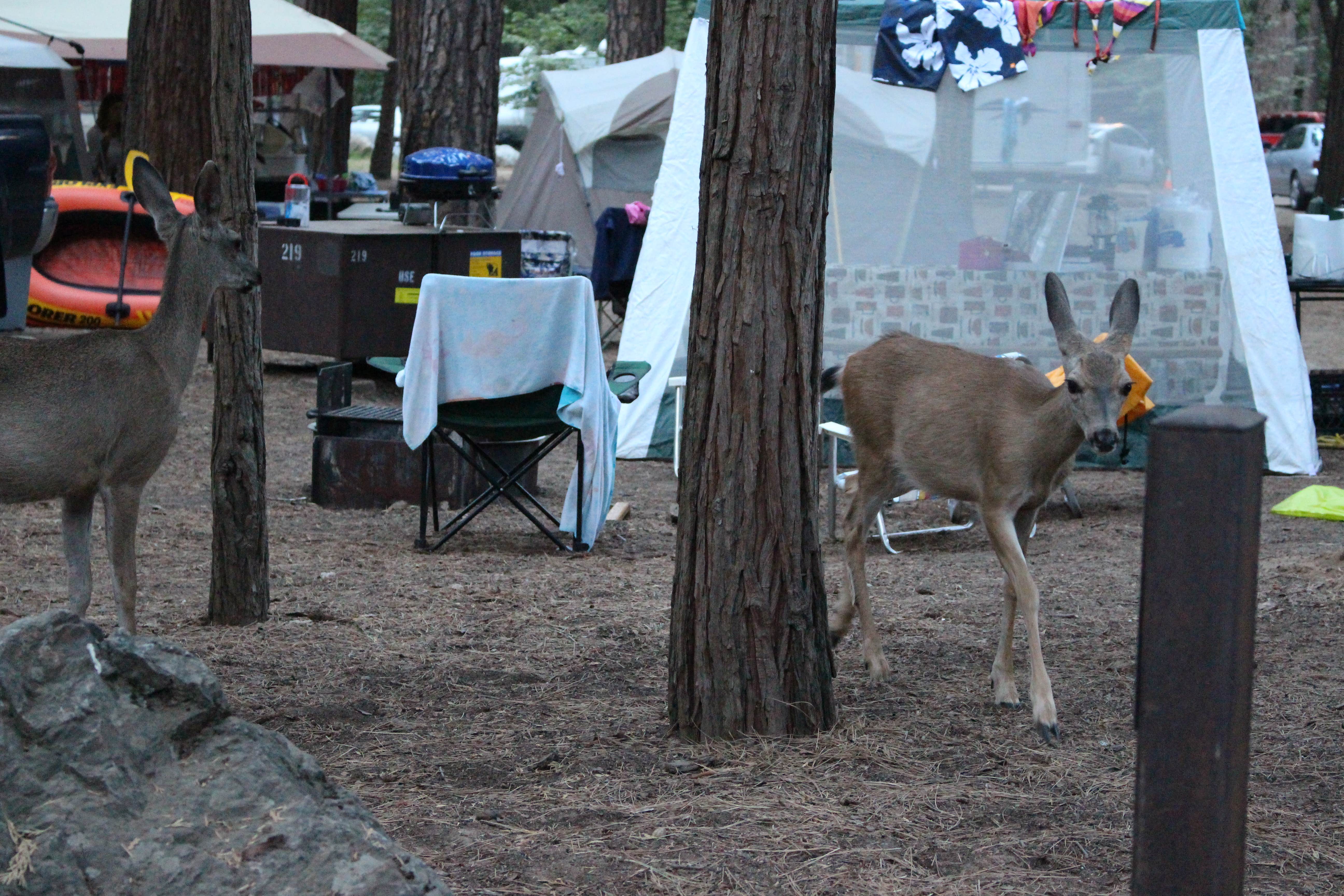 Camper submitted image from North Pines Campground — Yosemite National Park - 3