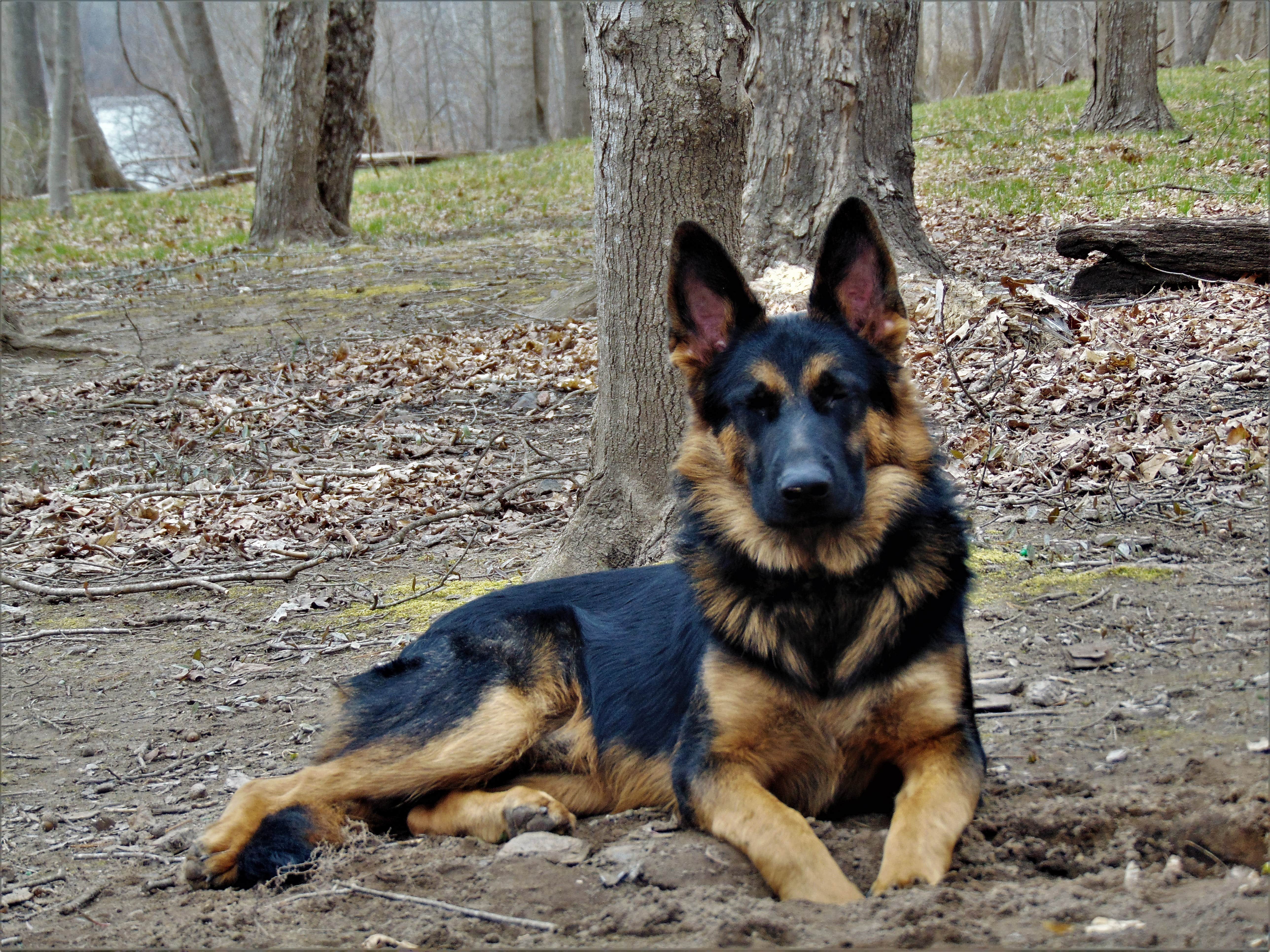 John B.'s photo of camping with pets at Namanock Island — Delaware Water Gap National Recreation Area in New Jersey