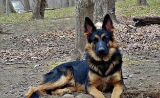 John B.'s photo of camping with pets at Namanock Island — Delaware Water Gap National Recreation Area near Delaware Water Gap National Recreation Area