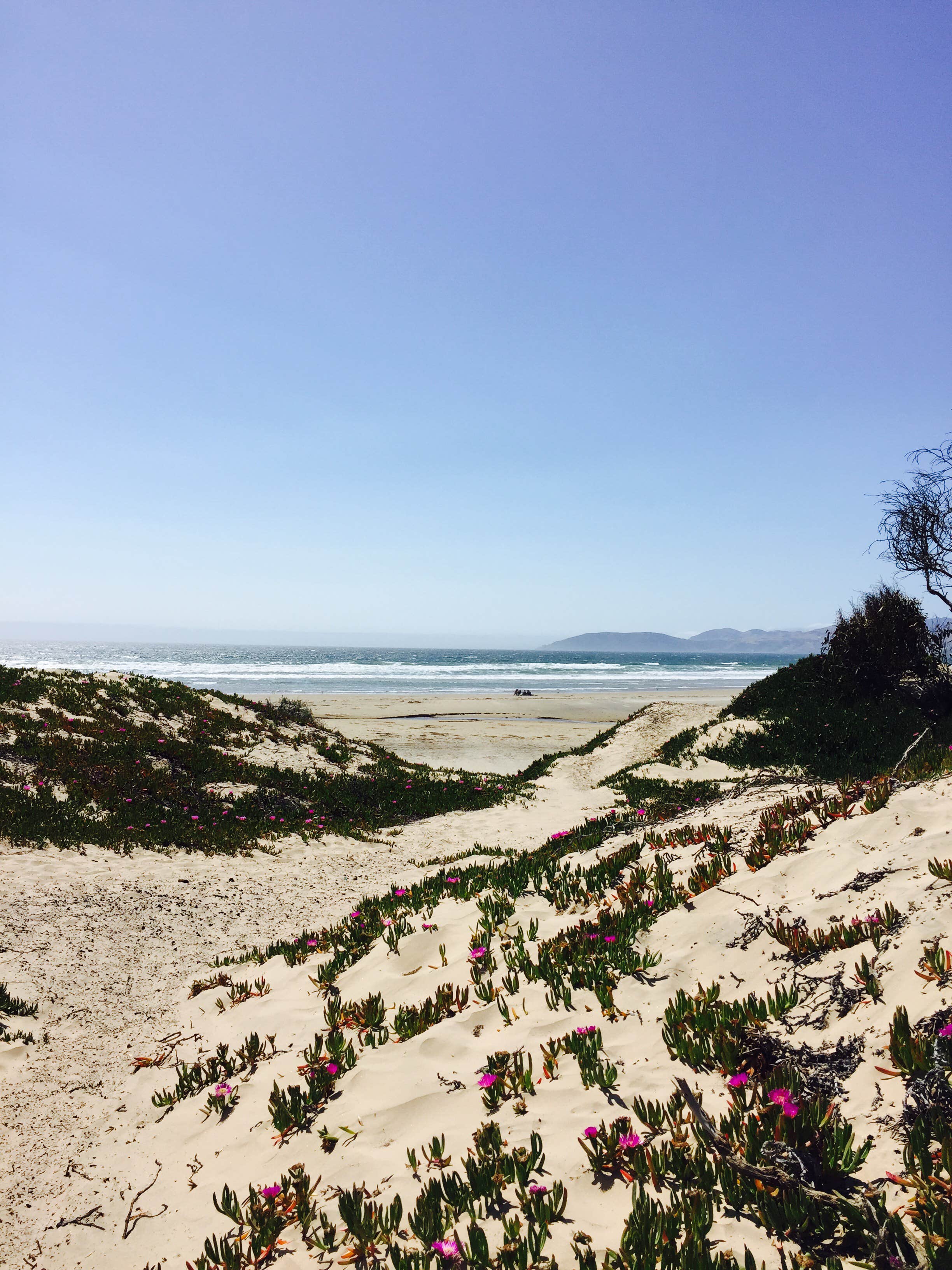 Camper submitted image from North Beach Campground — Pismo State Beach - 2
