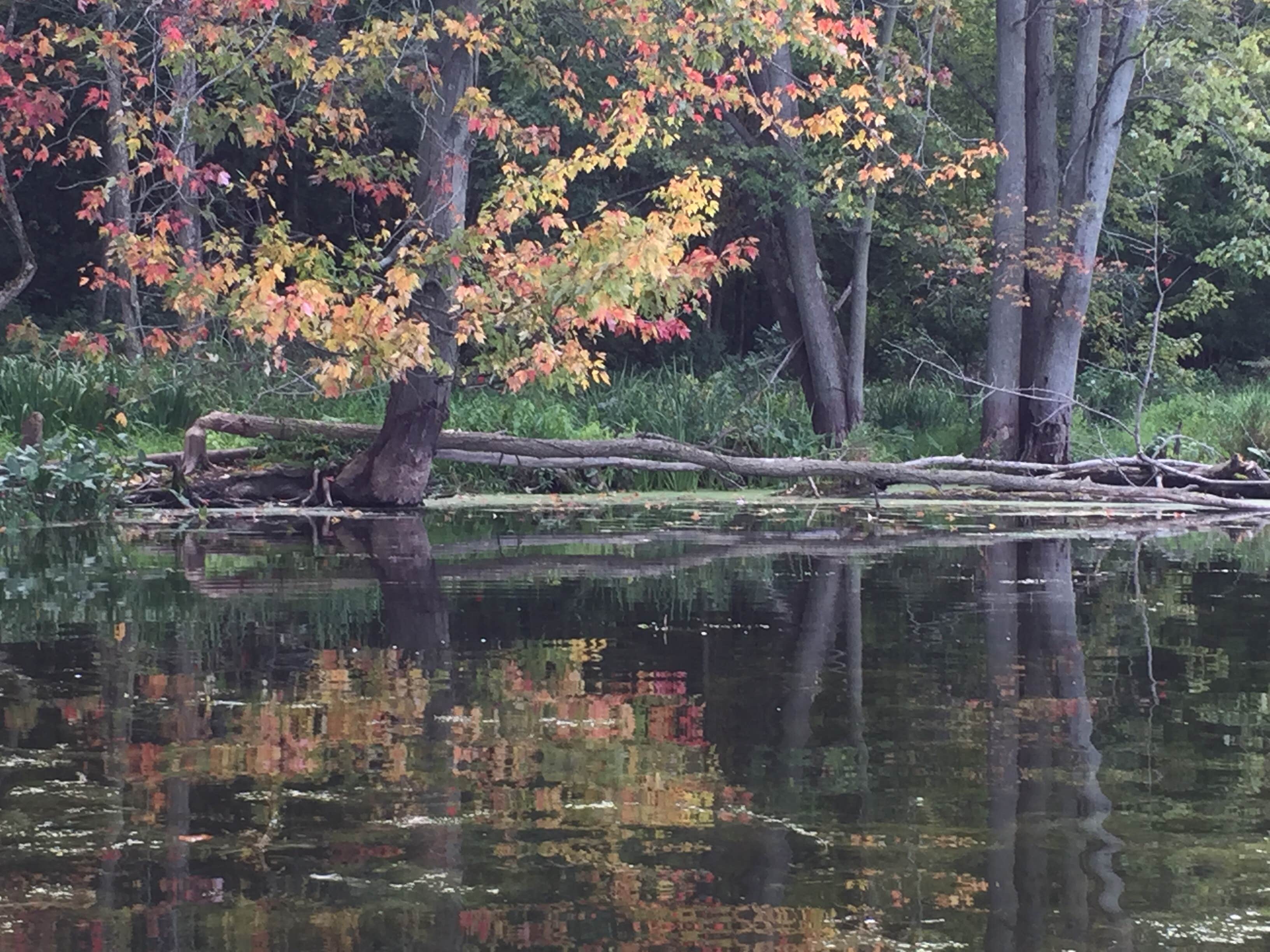 Camper submitted image from Fox Den Campground — Chain O' Lakes State Park - 4