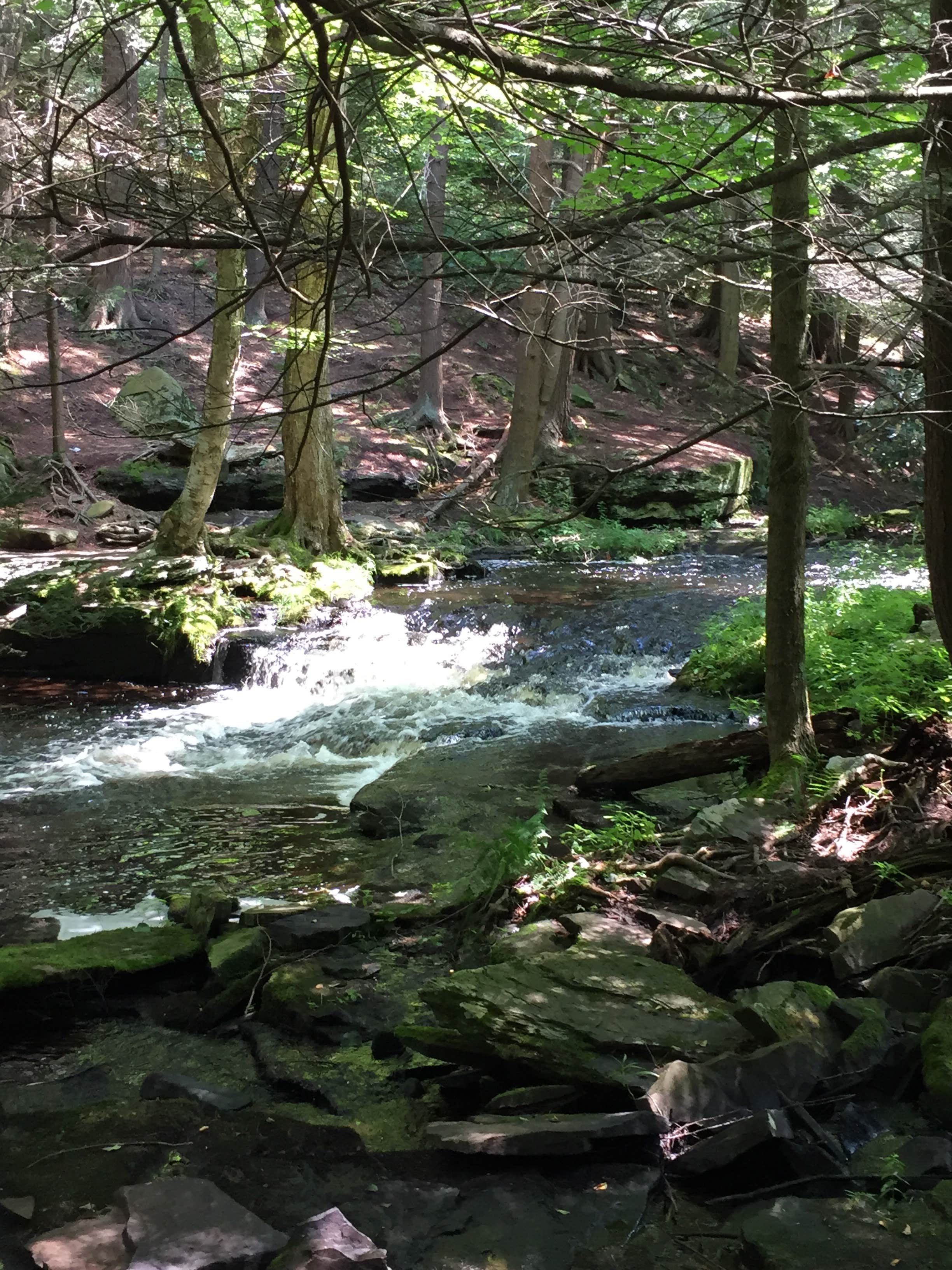 Camper submitted image from Pickerel Point Campground — Promised Land State Park - 2