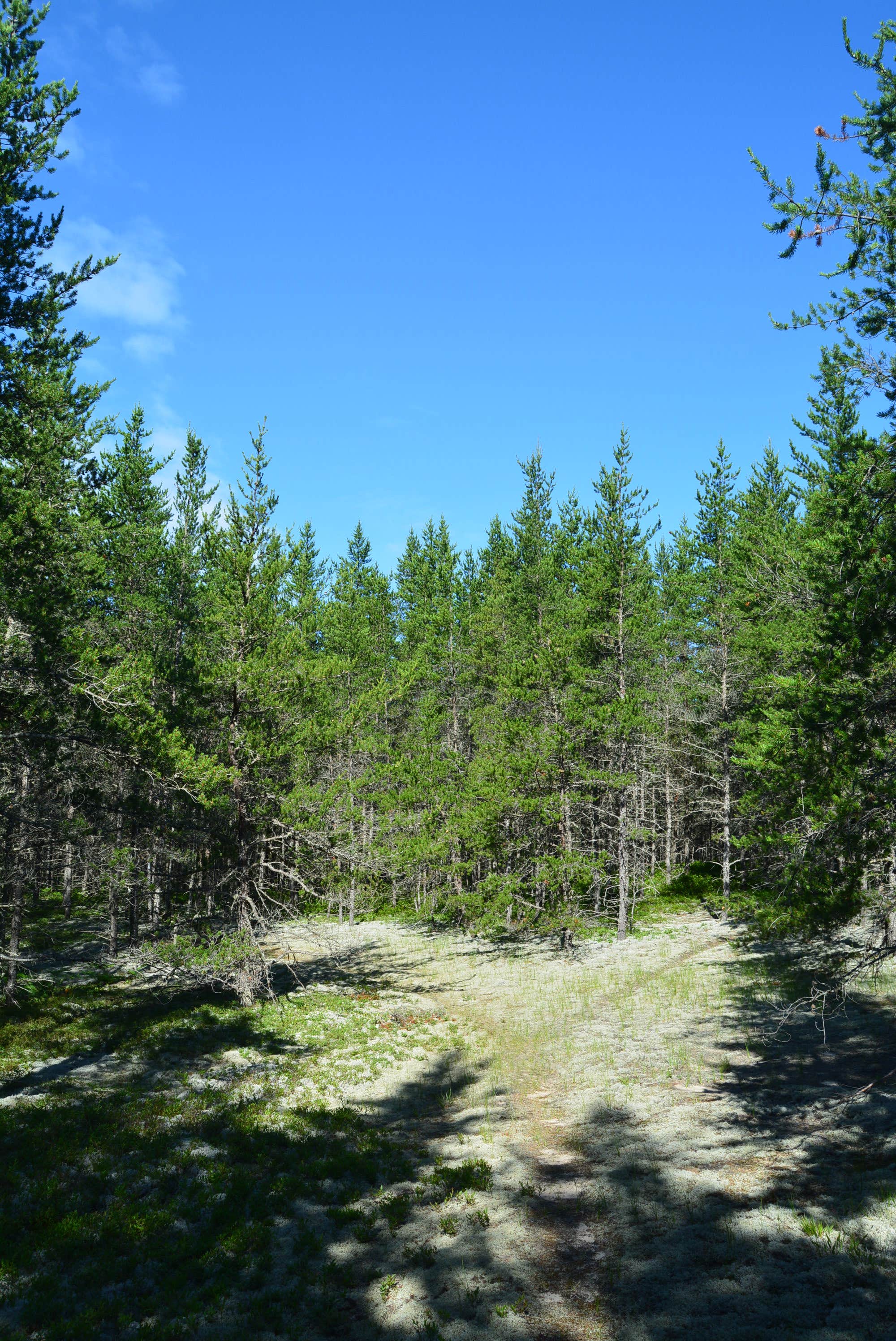 Camper-submitted photo at Reed & Green Bridge State Forest Campground near Newberry, MI