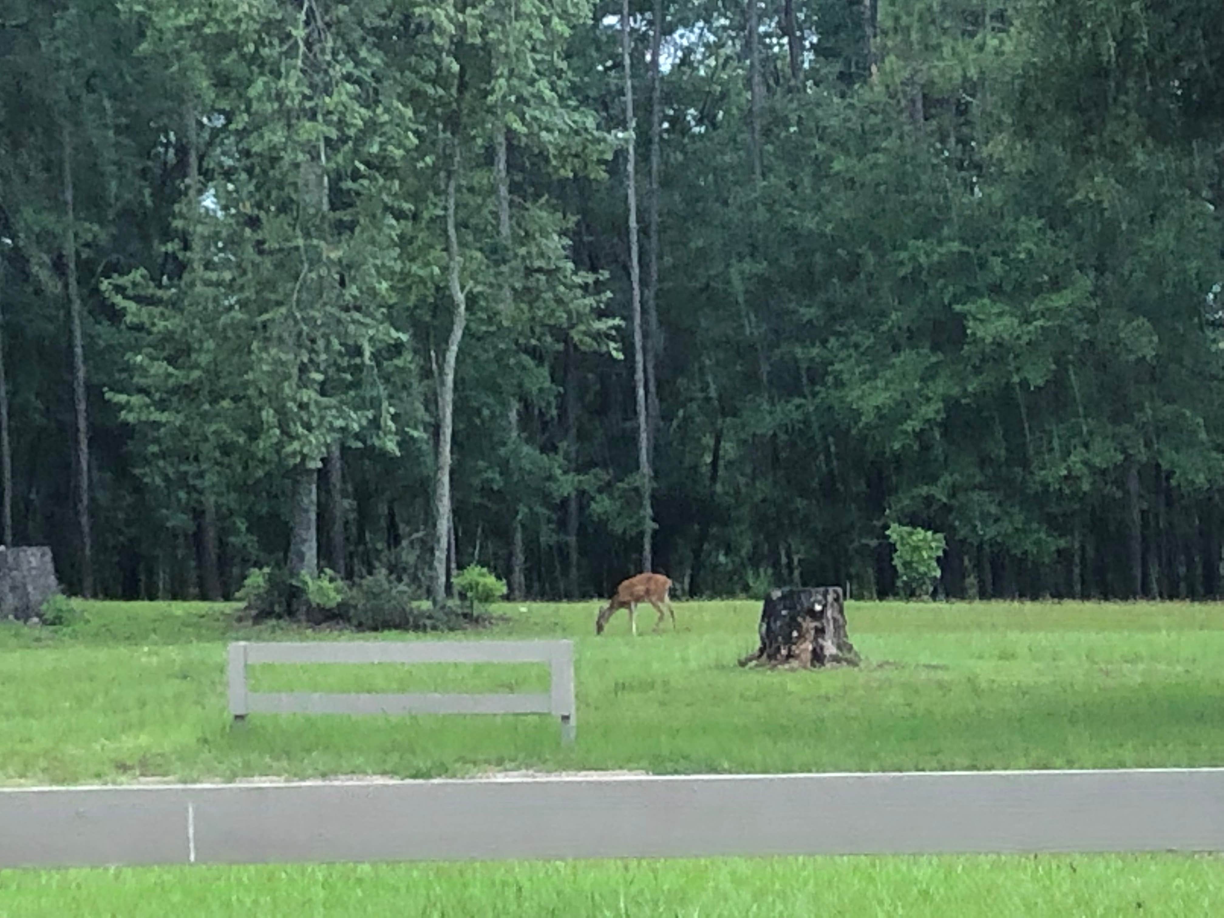 Camper submitted image from Gilchrist Blue Springs State Park Campground - 4