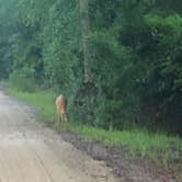 Review photo of Gilchrist Blue Springs State Park Campground by Tara “the Bear clan”  B., April 21, 2020