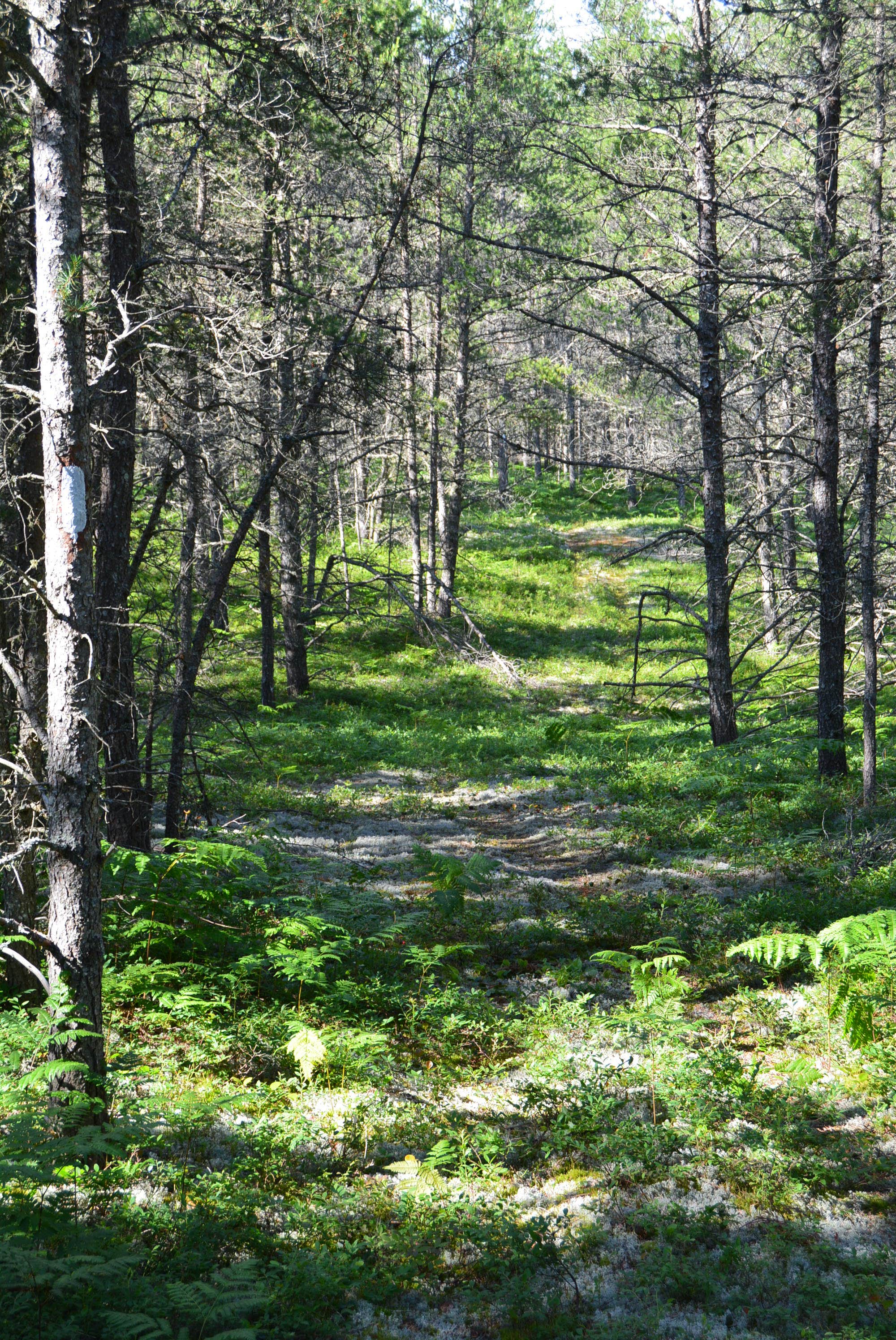 Camper submitted image from Reed & Green Bridge State Forest Campground - 1