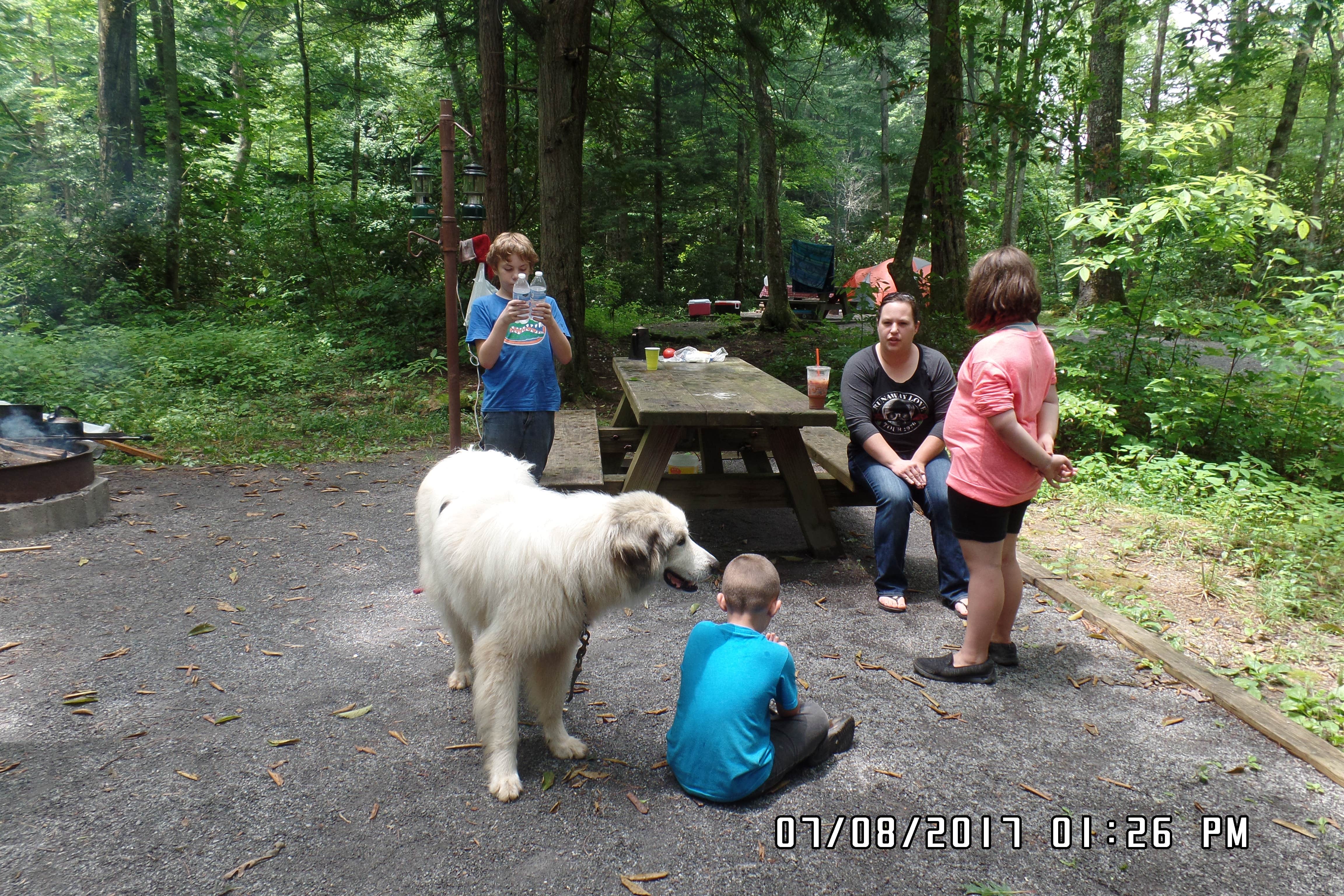 Sheila B.'s photo of camping with pets at Dennis Cove Campground near Unicoi, TN
