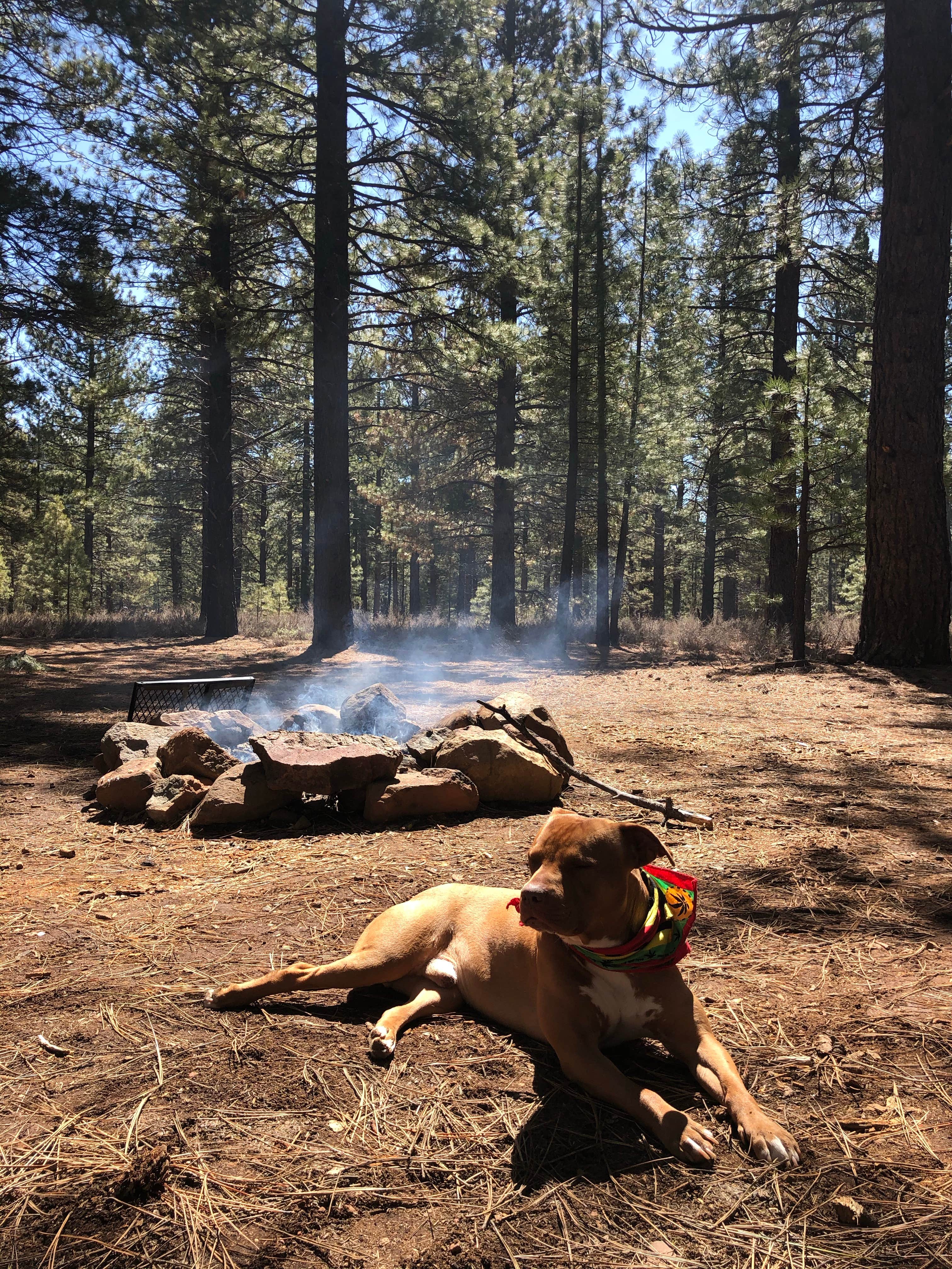 Tamara C.'s photo of camping with pets at Davies Creek Campground near Loyalton, CA