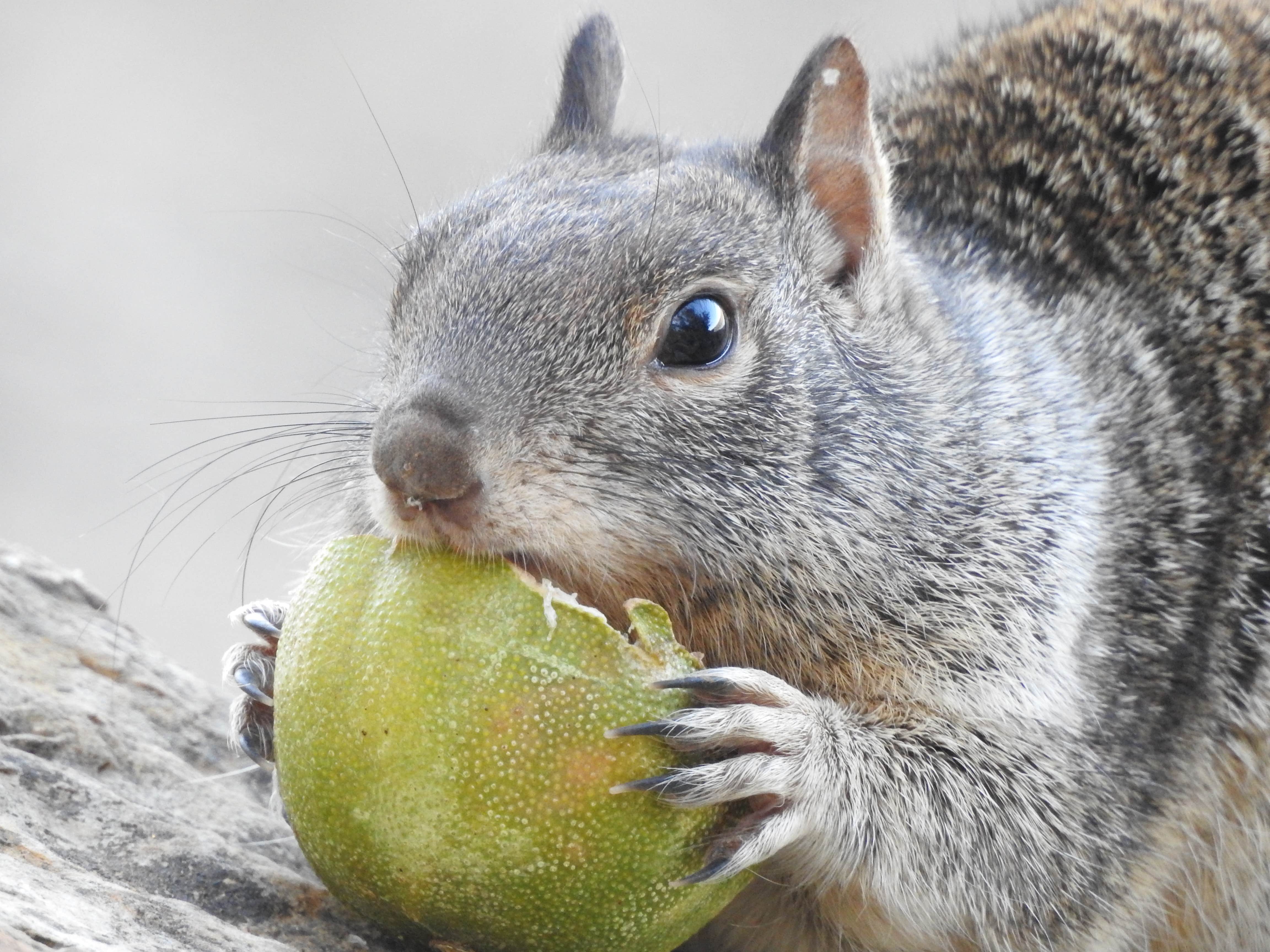 Ed E.'s photo of camping with pets at Collins Lake Recreation Area near Chico, CA