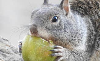 Ed E.'s photo of camping with pets at Collins Lake Recreation Area near Nevada City, CA