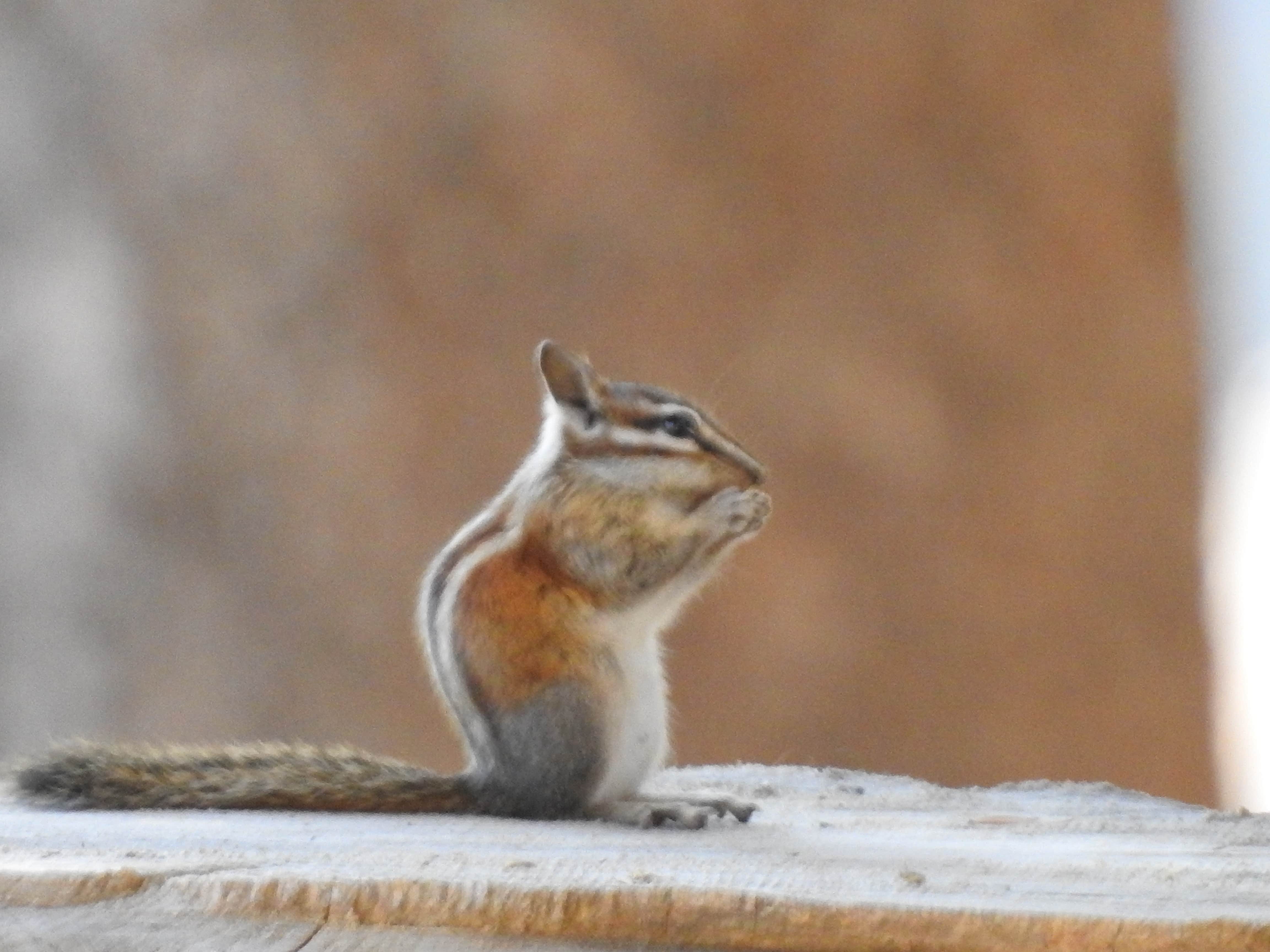 Ed E.'s photo of camping with pets at Webber Lake Campground near Loyalton, CA