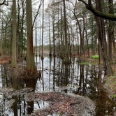 Review photo of Trap Pond State Park Campground by Laure D., April 22, 2020